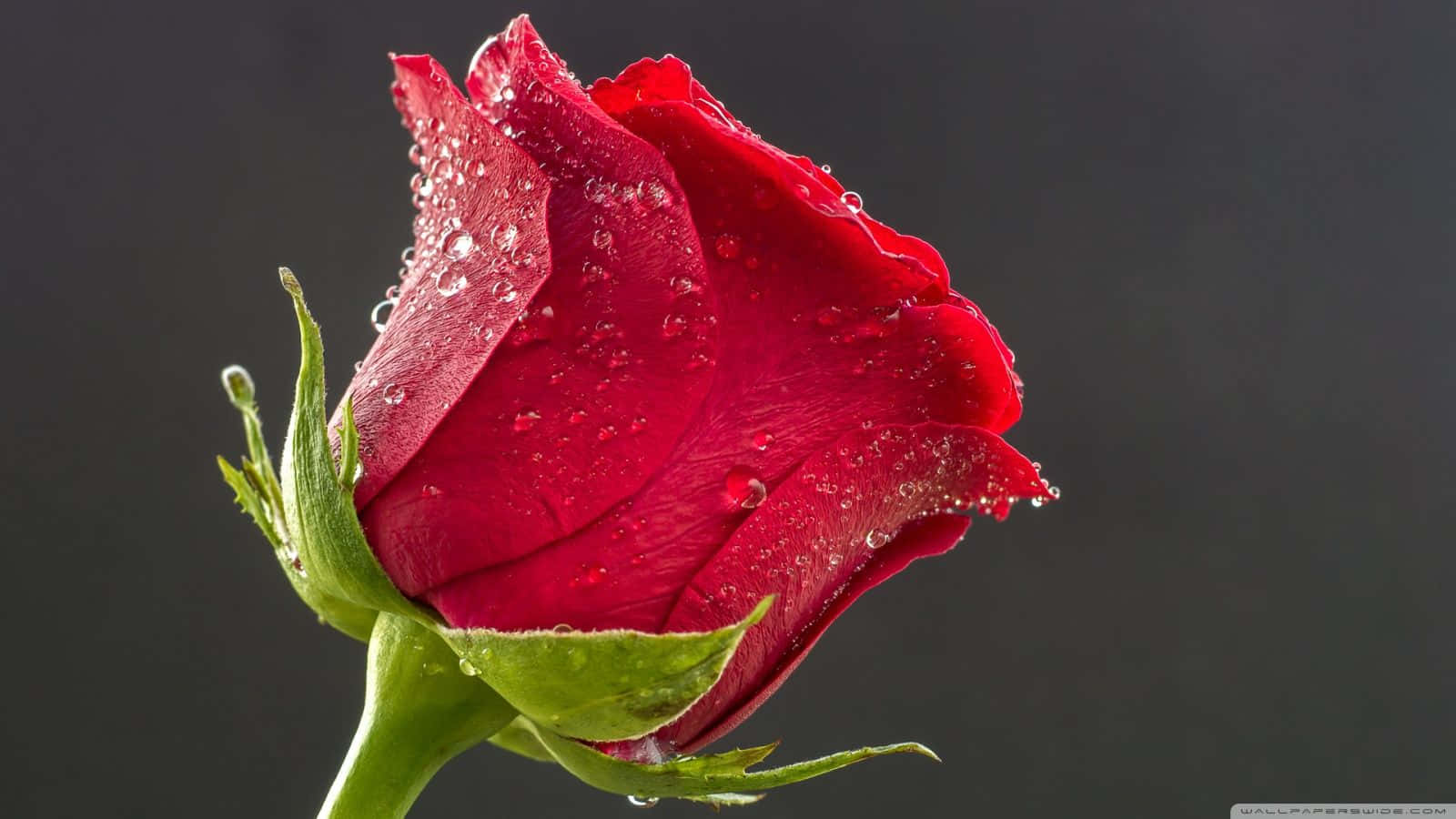 HD Roses 桌布 壁紙 — 一朵鮮紅的玫瑰花蕾在深灰色背景下閃爍著露珠。