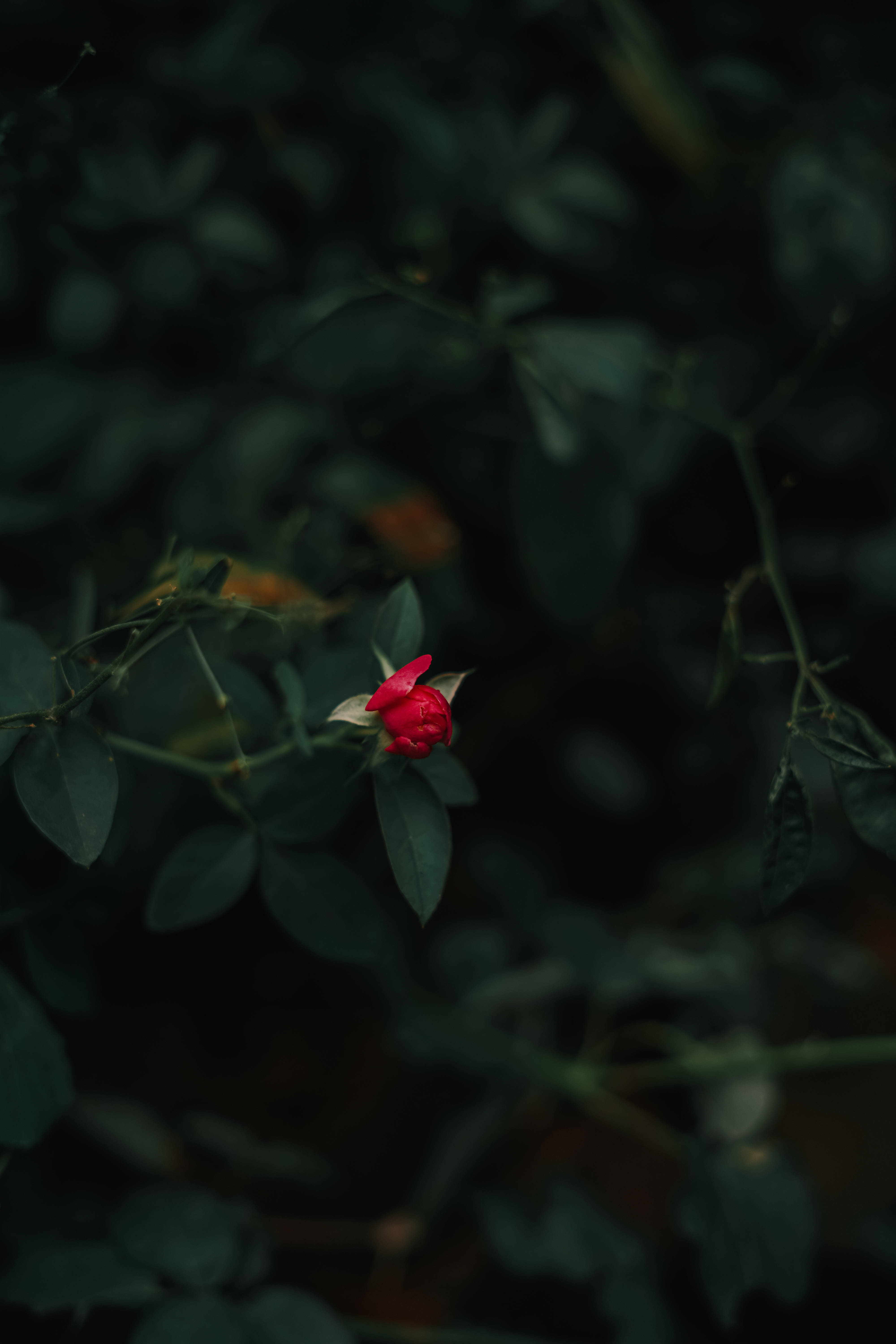 rose aesthetic phone 桌布 壁紙 — 一朵鮮紅的玫瑰花蕾在深色模糊的綠色樹葉背景中脫穎而出。