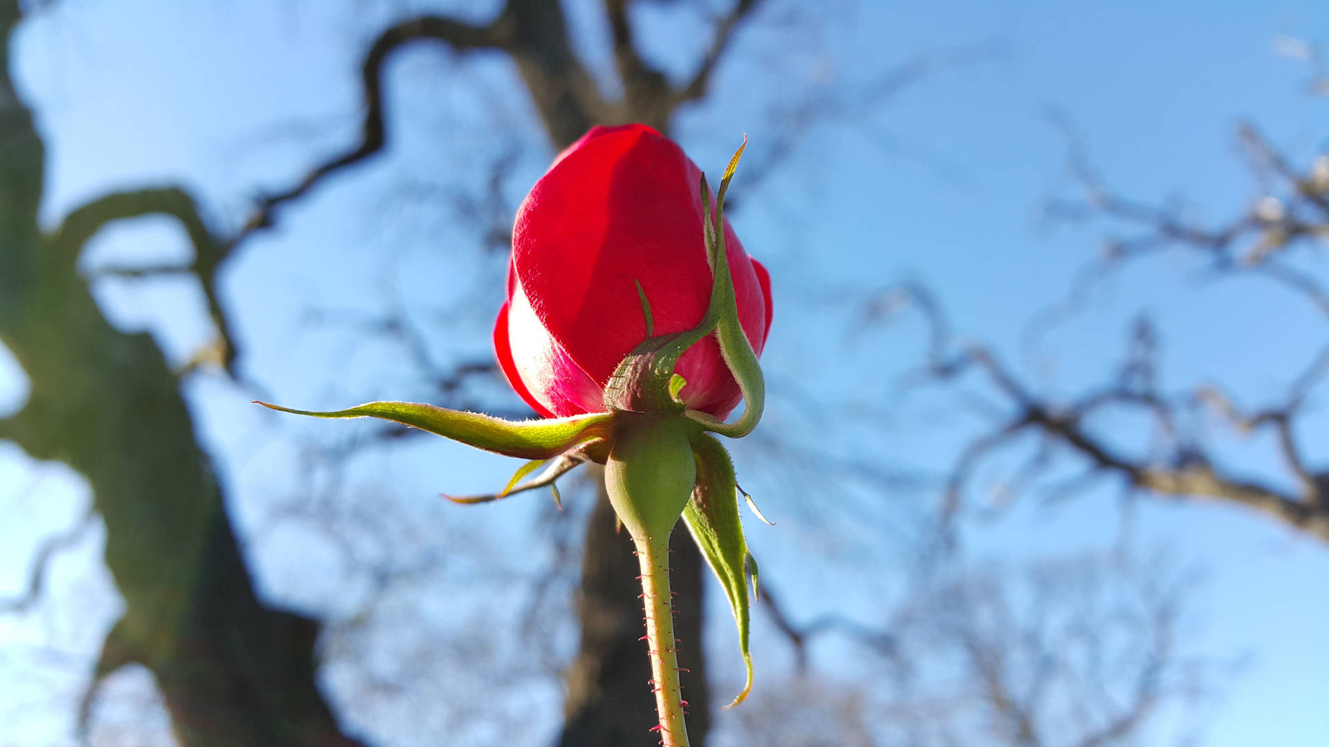 一朵紅玫瑰花蕾襯著藍天和光禿的樹枝。 — 玫瑰 GIF 壁紙