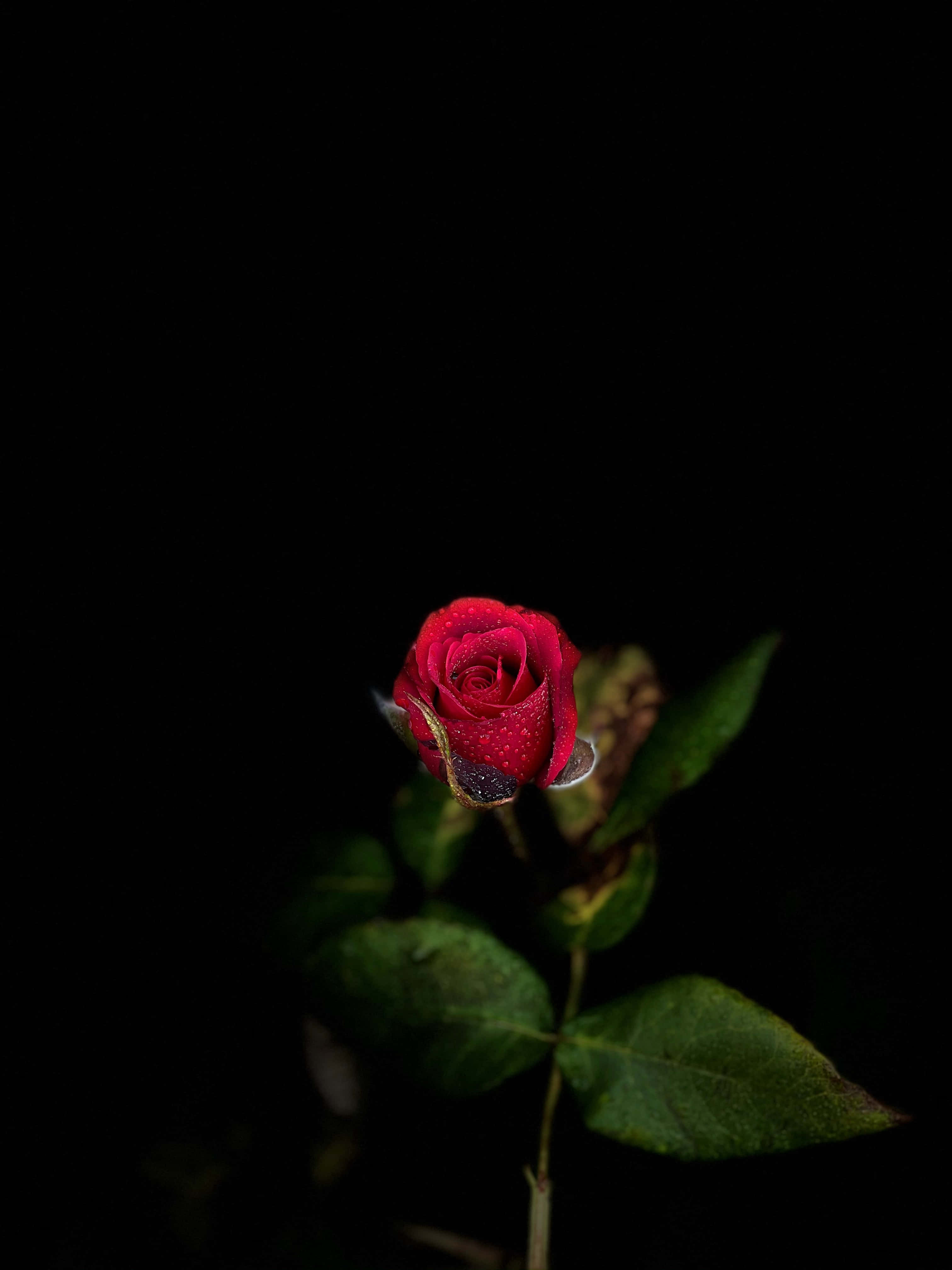 iPhone 桌布 壁紙 — 一朵鮮紅的玫瑰花蕾在漆黑的背景下閃爍著露珠。