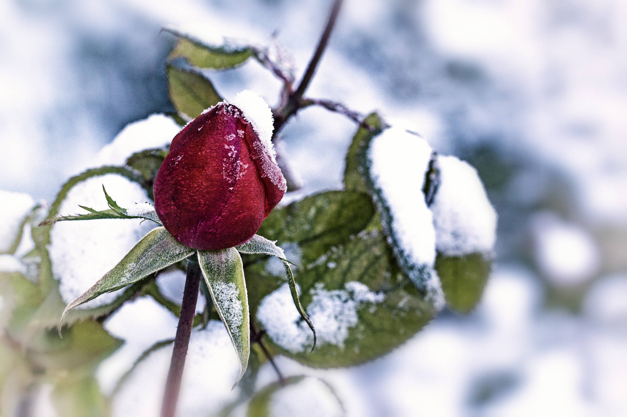 花 桌布 壁紙 — 一朵鮮紅的玫瑰花蕾沾滿雪花，緊貼在結霜的綠葉上，背景是柔和模糊的冬日景色。