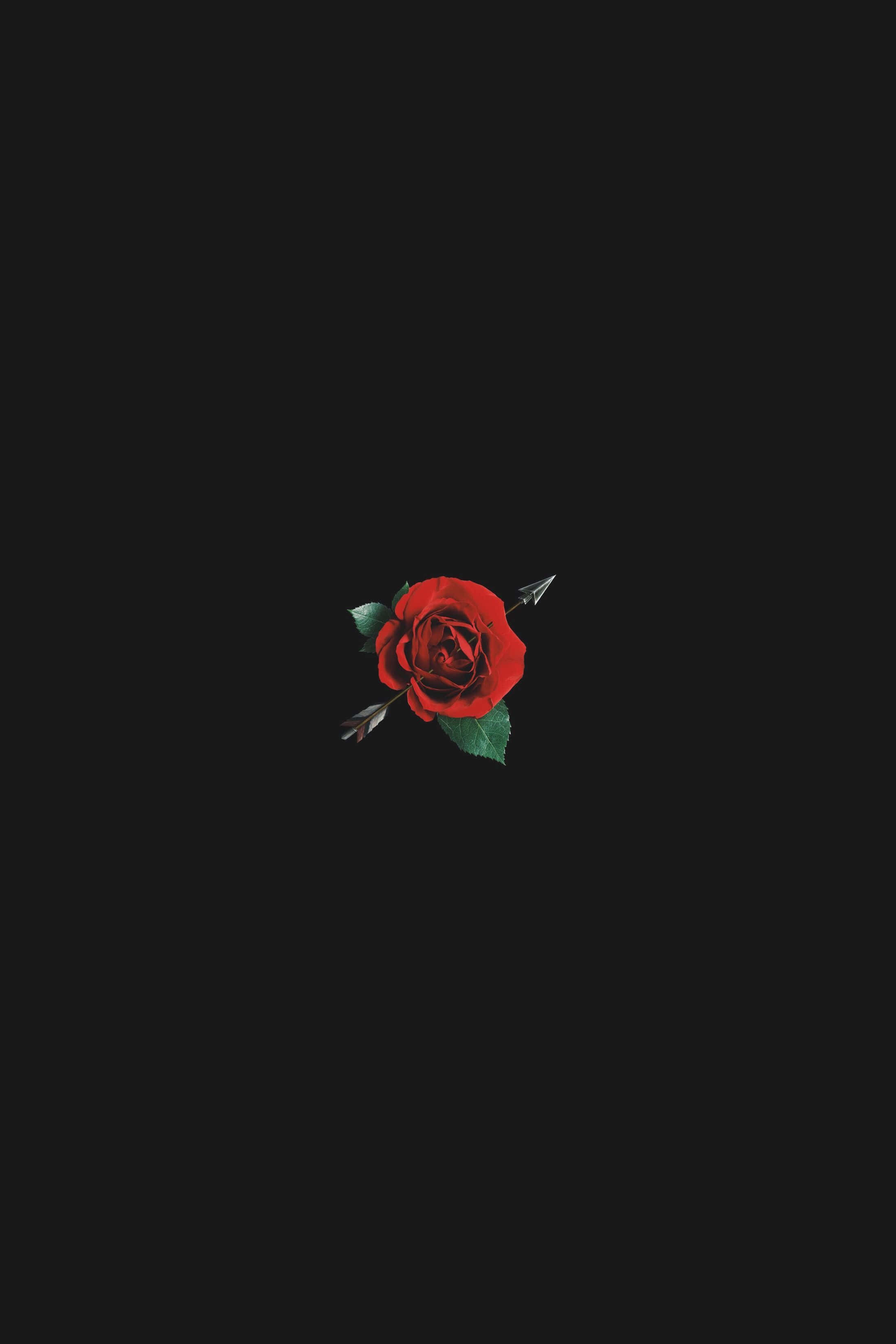 Black Rose Aesthetic 桌布 壁紙 — 一朵鮮紅的玫瑰被銀箭刺穿，背景是純黑色。