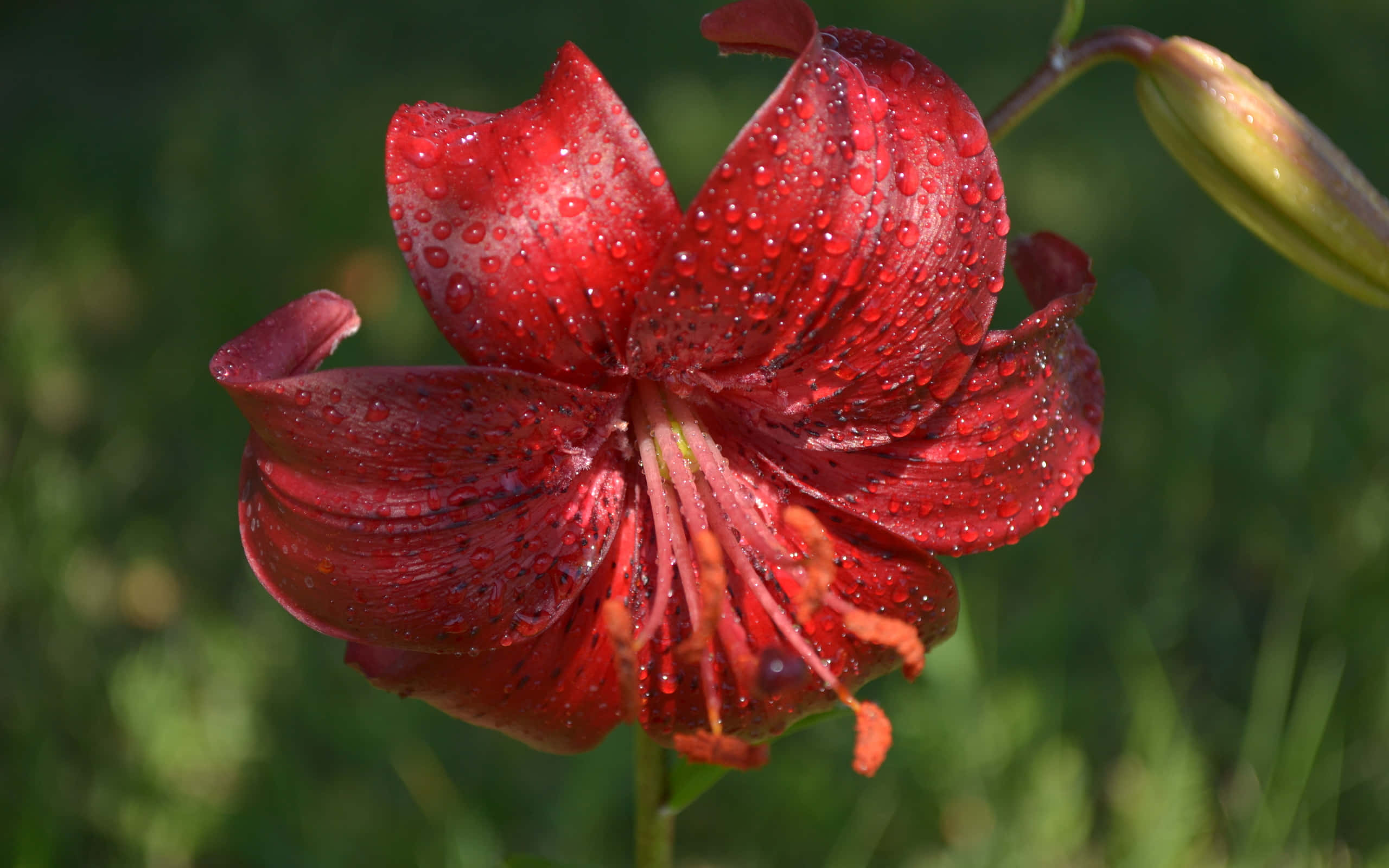 lily 桌布 壁紙 — 一朵鮮紅的百合花上閃爍著露珠，在柔和日光下，以模糊的綠色草地為背景。