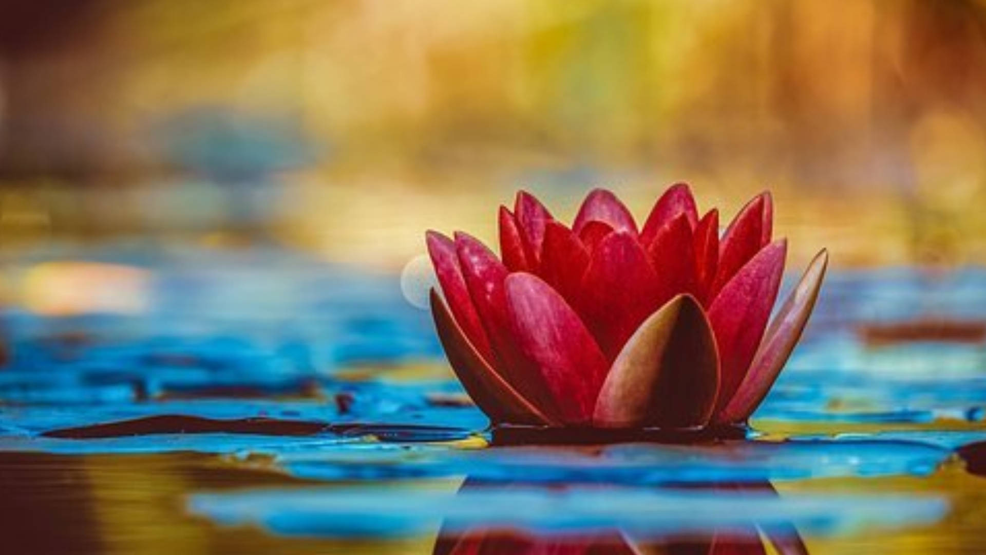 lily 桌布 壁紙 — 一朵鮮紅的睡蓮在寧靜的藍色池塘上優雅地綻放，金色陽光穿過背景灑落。