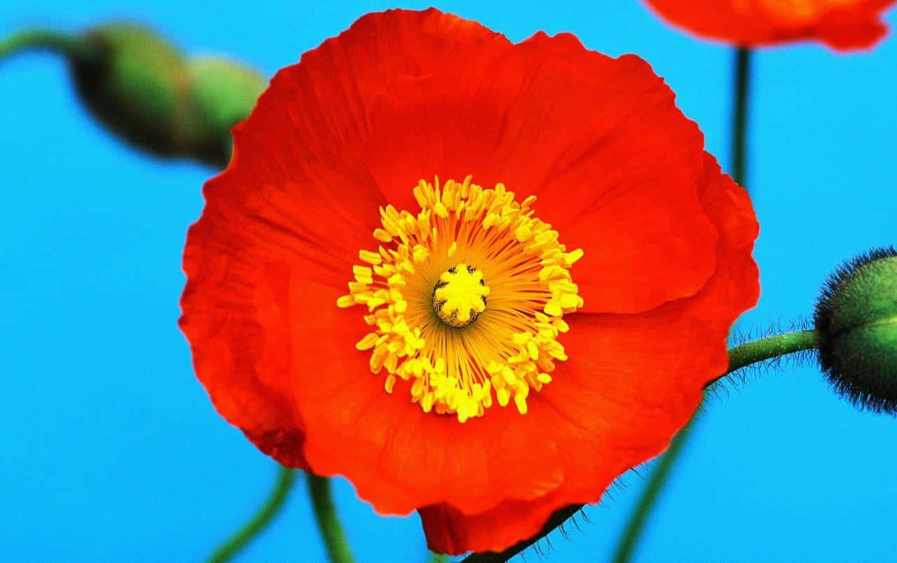 Poppy 桌布 壁紙 — 一朵鮮紅的罌粟花，帶有明亮的黃色花心，在清澈的藍天和附近的綠色花蕾中綻放。