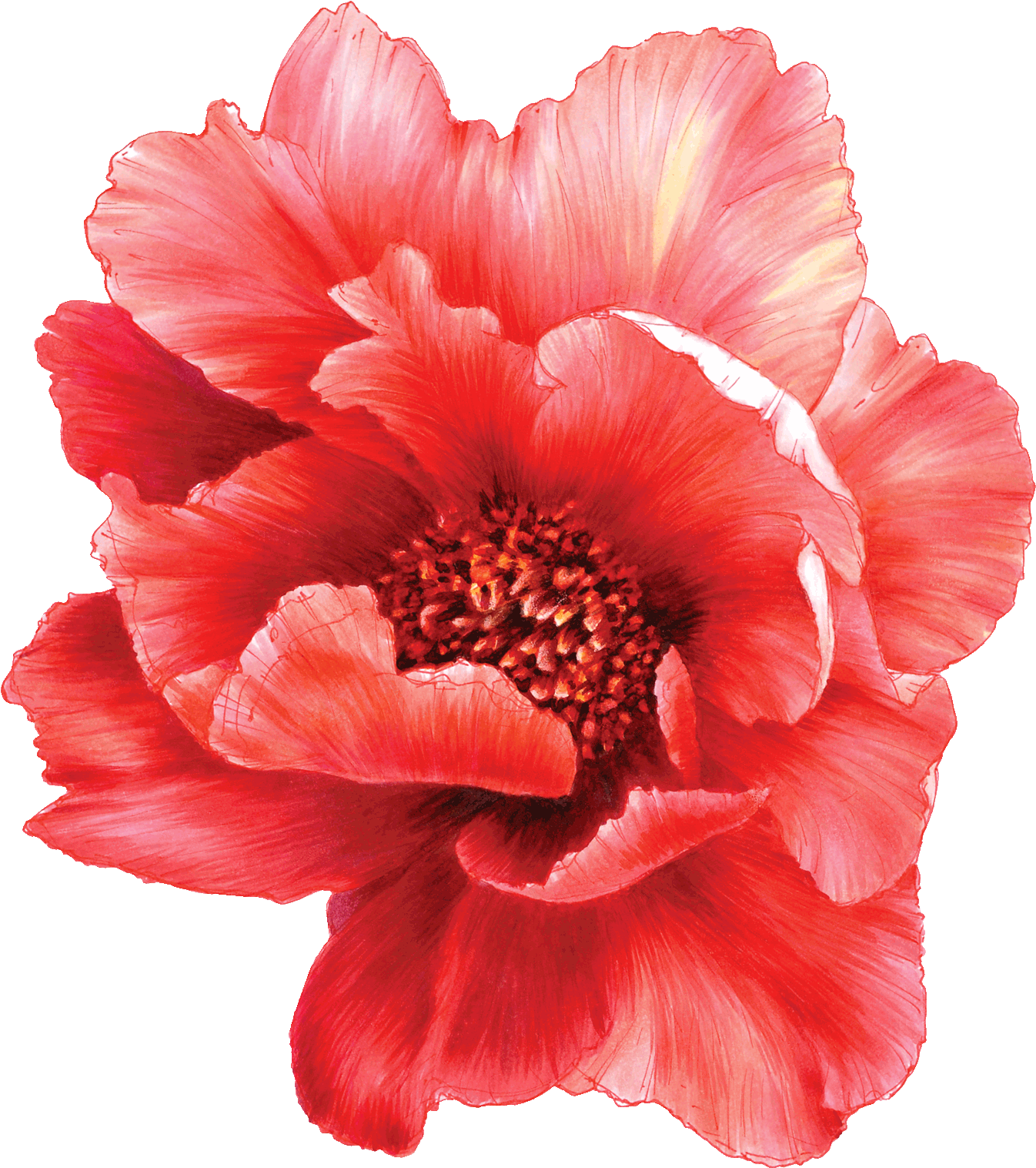 Peony 桌布 壁紙 — 一朵鮮紅的罌粟花，帶有精緻層層疊疊的花瓣和紋理中心，在純黑背景下盛開。