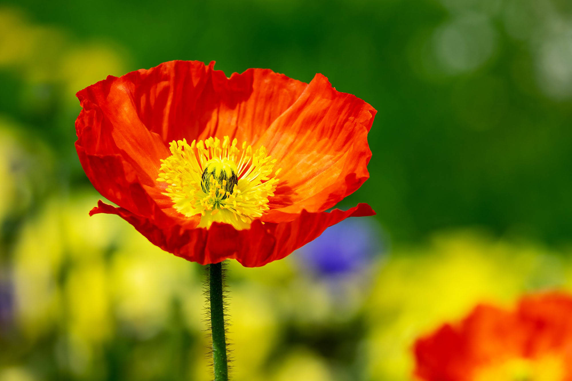 Poppy 桌布 壁紙 — 一朵鮮紅的罌粟花，帶有金色花心，在柔和的綠色和黃色模糊花園背景下盛開。