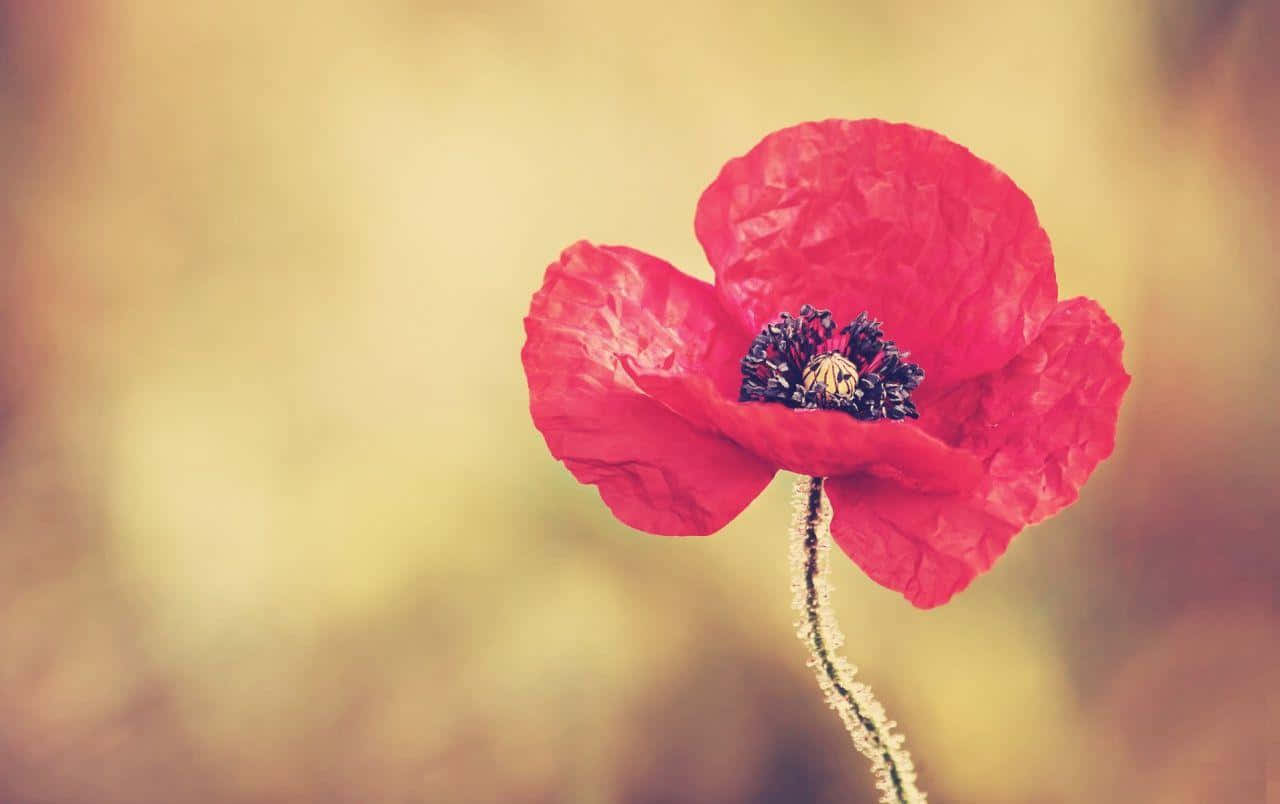 Poppy 桌布 壁紙 — 一朵鮮紅的罌粟花，花瓣皺褶，中心深色，立在柔和的金色散景背景中。