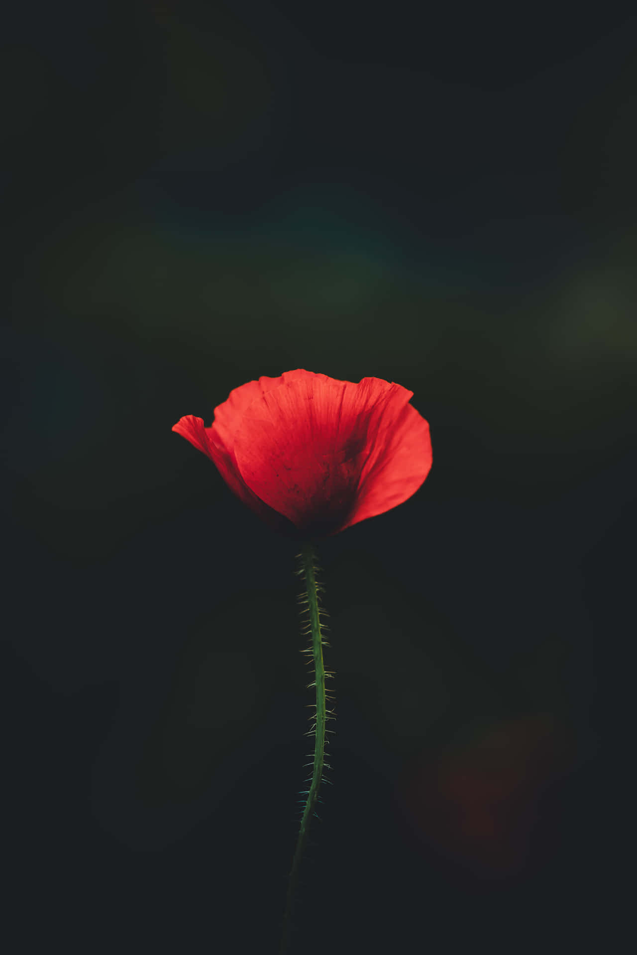 一朵帶有刺莖的紅色罌粟花在深色背景下格外突出。 — 4K Android 壁紙
