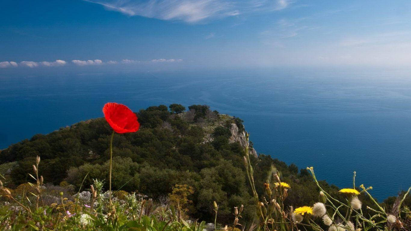 Poppy 桌布 壁紙 — 一朵鮮紅的罌粟花在懸崖頂上盛開，俯瞰著晴朗天空下廣闊的藍色海洋。