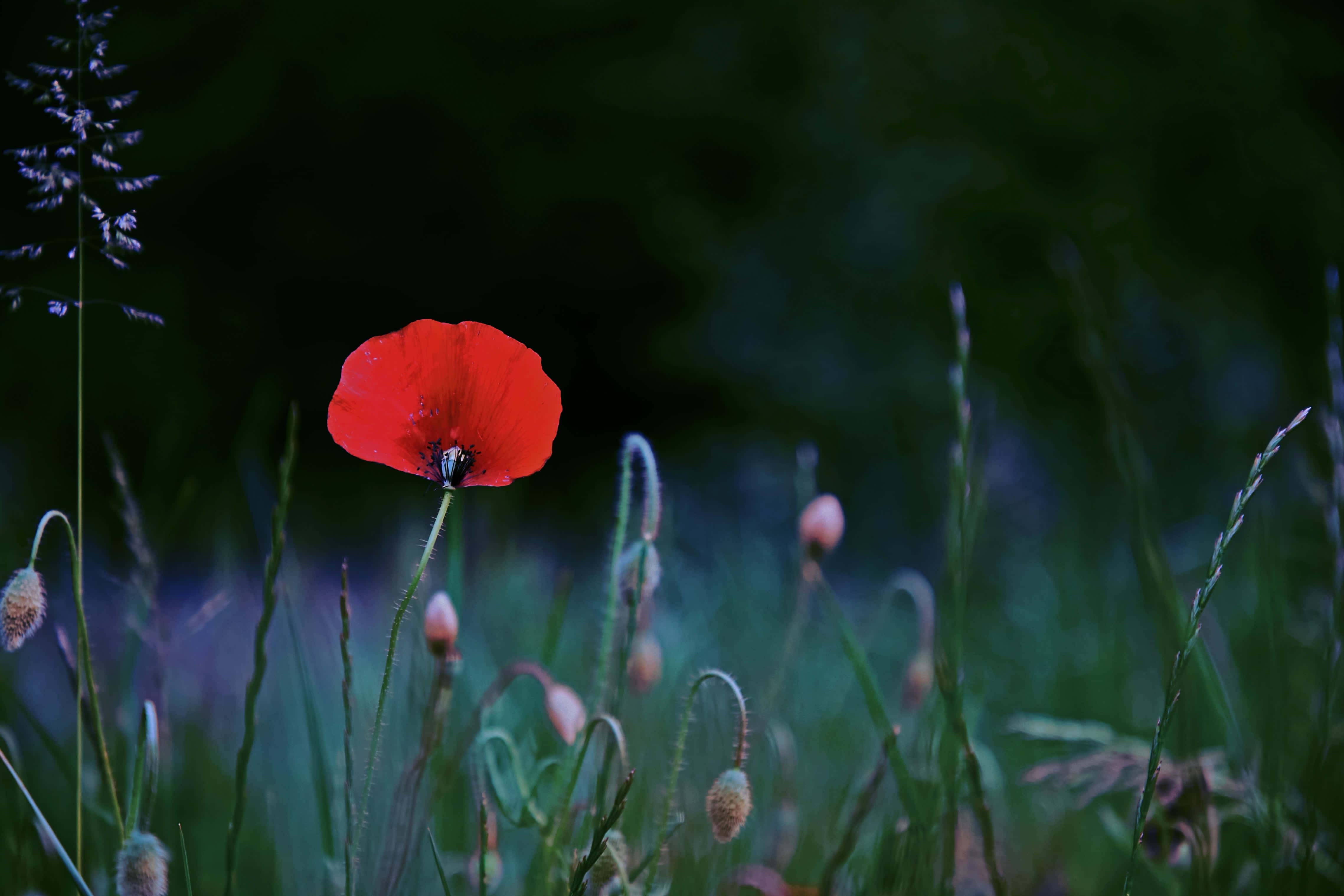 Poppy 桌布 壁紙 — 一朵鮮紅的罌粟花在暮色清涼的藍光下，於柔焦的草叢中綻放。