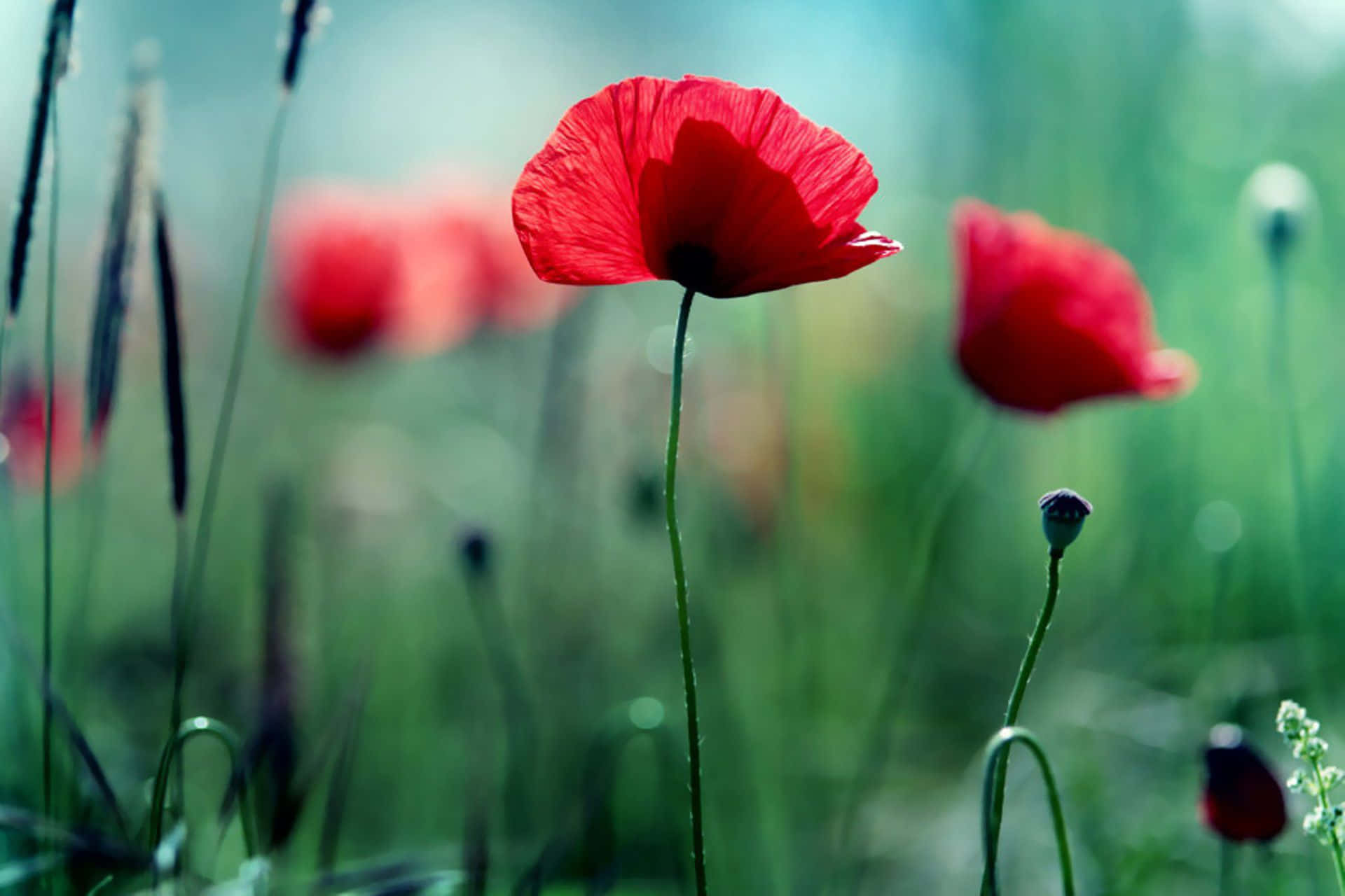 Poppy 桌布 壁紙 — 一朵鮮紅的罌粟花在柔和焦點中綻放，置身於茂密綠草之間，沐浴在明亮日光下。