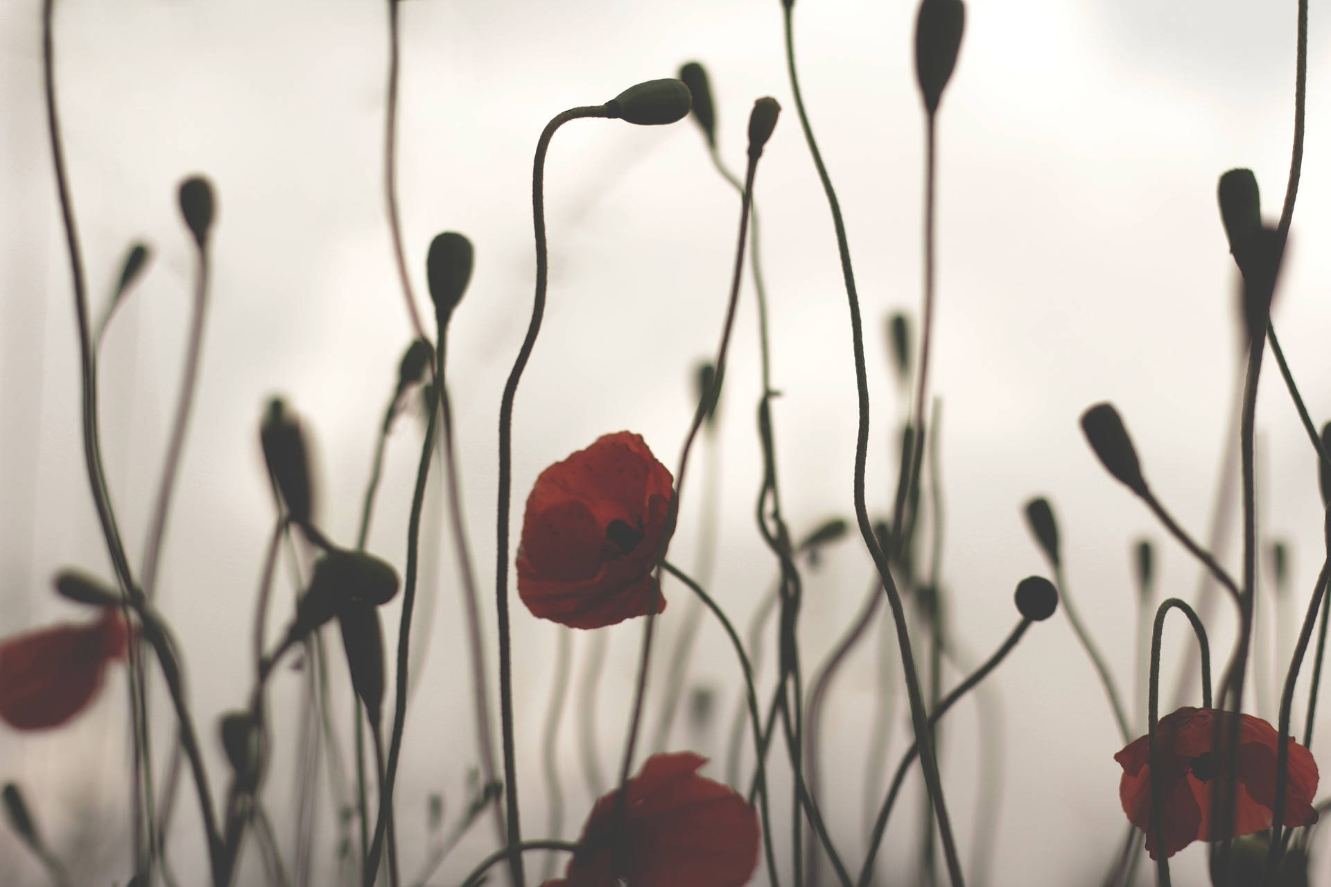 Poppy 桌布 壁紙 — 一朵鮮紅的罌粟花在柔和的朦朧背景中，在纖細的深色莖桿間綻放。