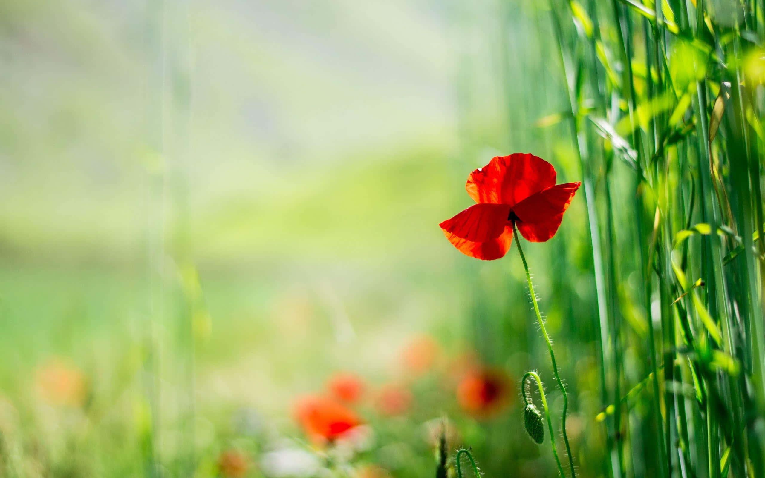 Poppy 桌布 壁紙 — 一朵鮮紅的罌粟花在柔和的陽光下，於模糊背景的高大綠草中綻放。