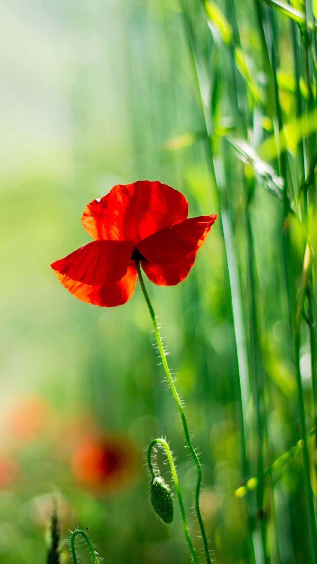 Poppy 桌布 壁紙 — 一朵鮮紅的罌粟花在柔和的陽光下，在翠綠的高草叢中優雅綻放。