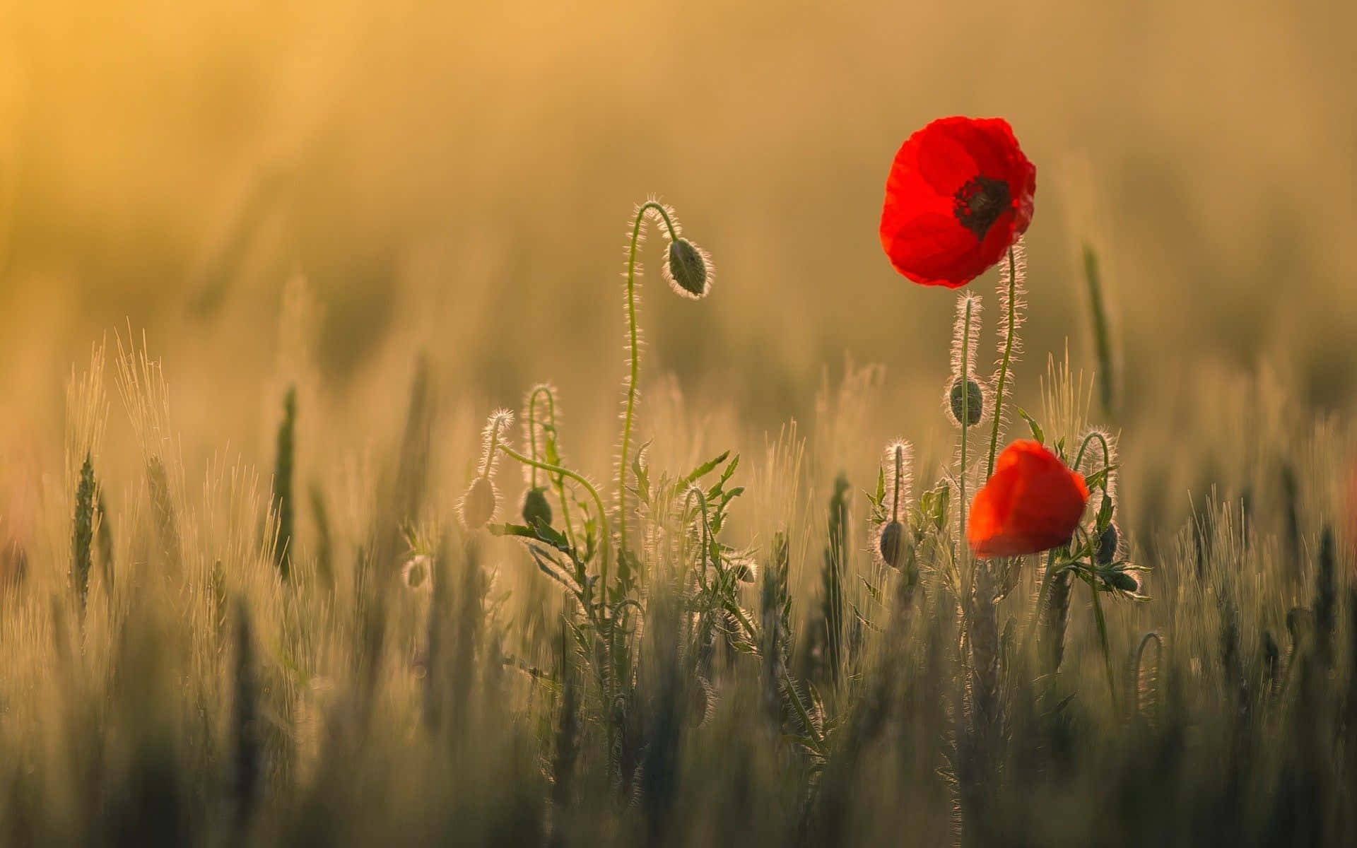 Poppy 桌布 壁紙 — 一朵鮮紅的罌粟花在沐浴著溫暖晨光的金色麥田中綻放。