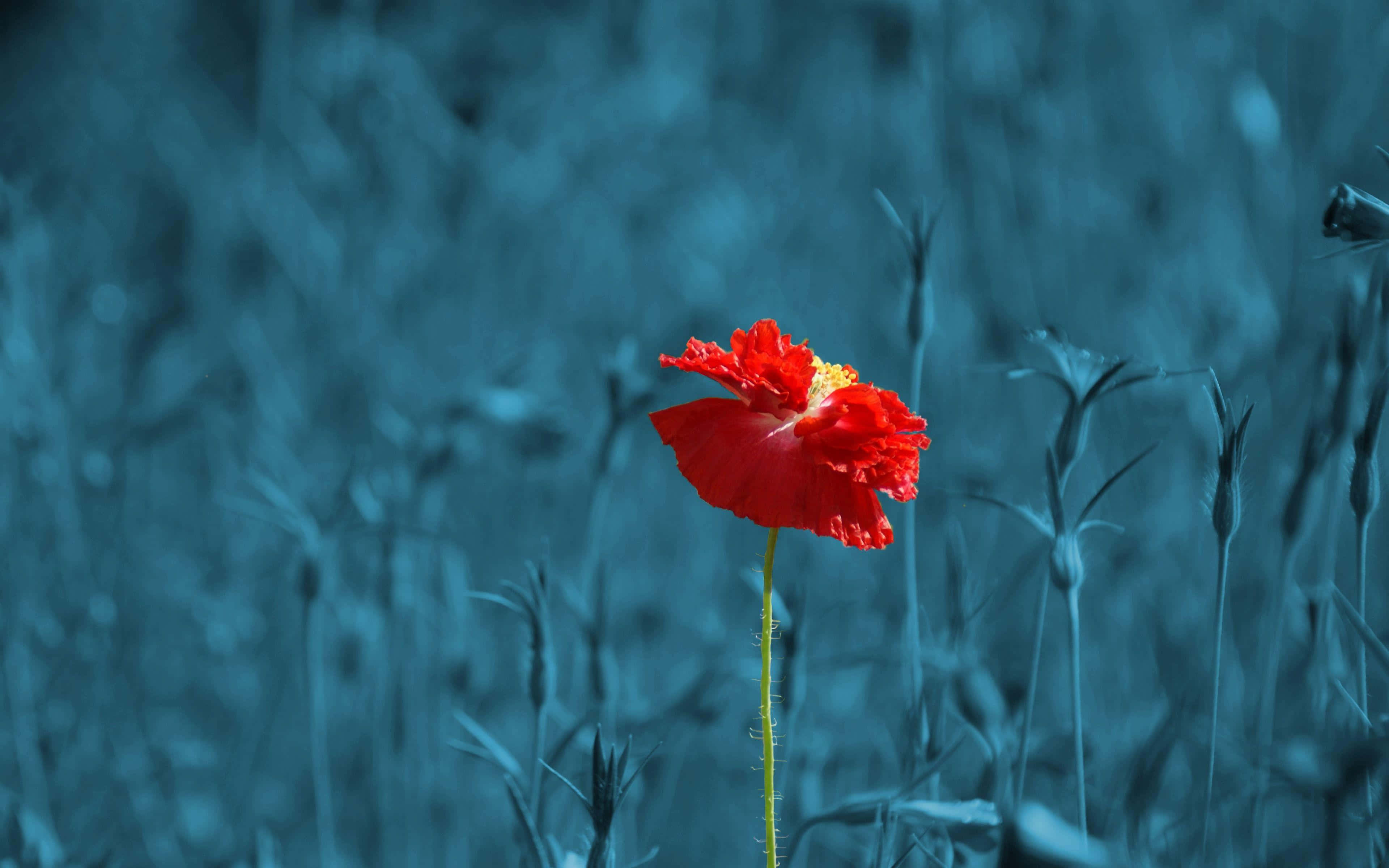 Poppy 桌布 壁紙 — 一朵鮮紅的罌粟花在清涼的藍色模糊田野中，以柔和焦點頑強綻放。