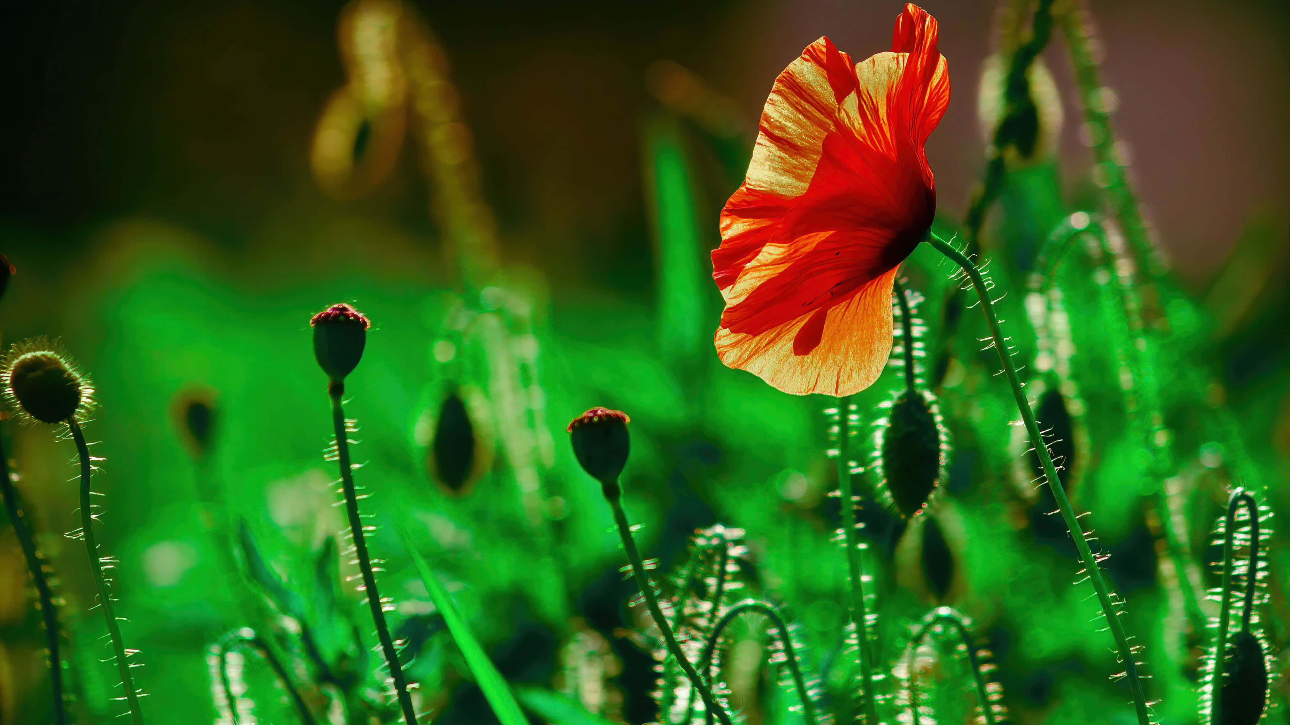 Poppy Field 桌布 壁紙 — 一朵鮮紅的罌粟花在溫暖的金色陽光下，在茂盛的綠色莖葉和花蕾中盛開。