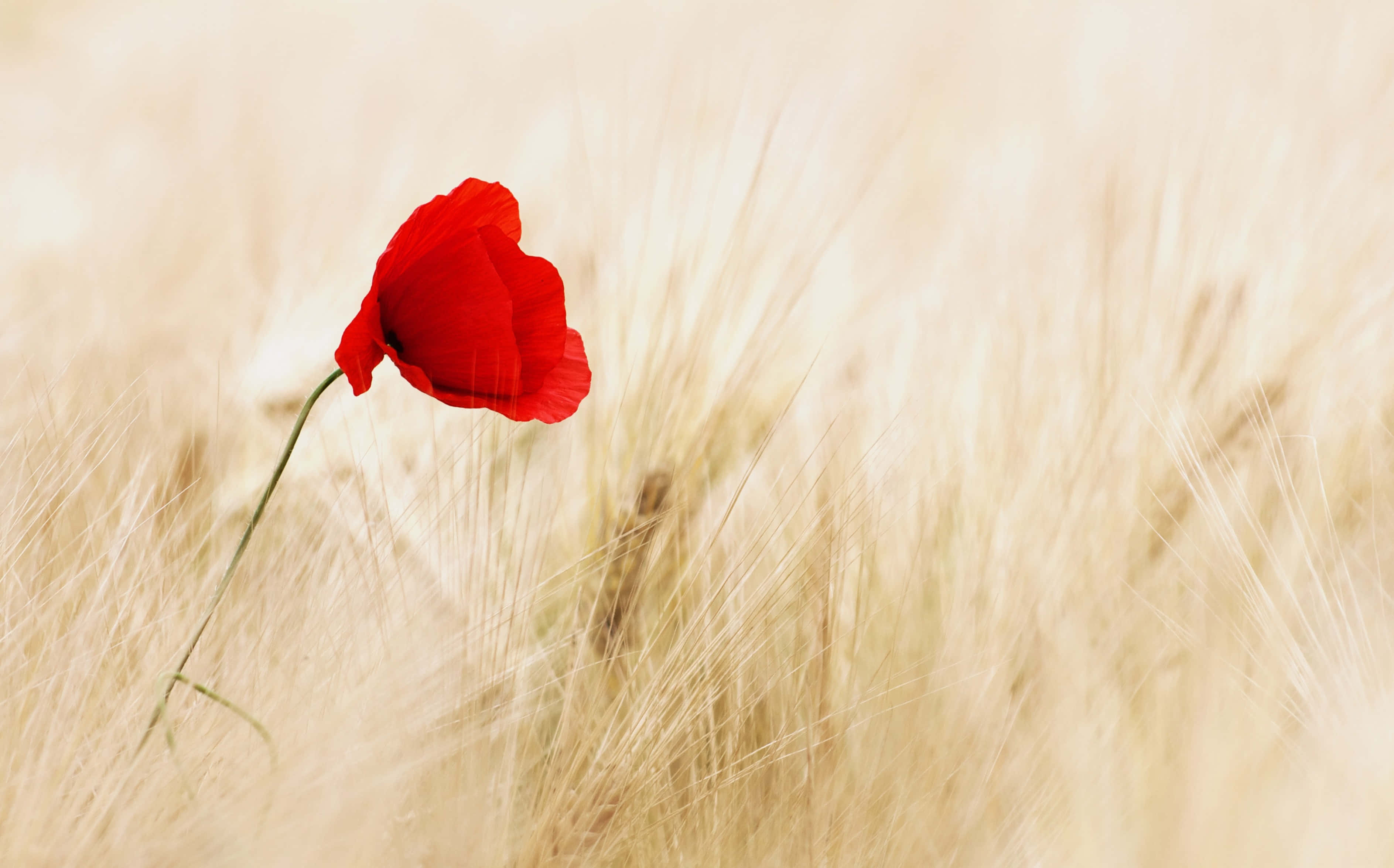 Poppy Field 桌布 壁紙 — 一朵鮮紅的罌粟花在溫暖陽光下，於柔軟的金色麥田中盛開。