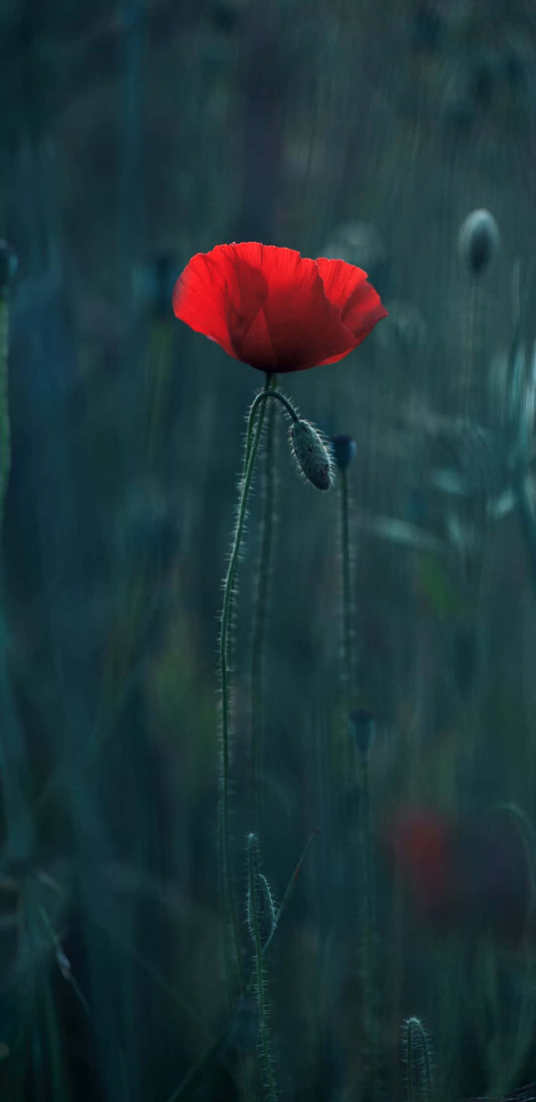 1080x2220 桌布 壁紙 — 一朵鮮紅的罌粟花在薄霧籠罩的田野中綻放，周圍有模糊的綠色莖葉和花蕾，沐浴在柔和的暮光下。