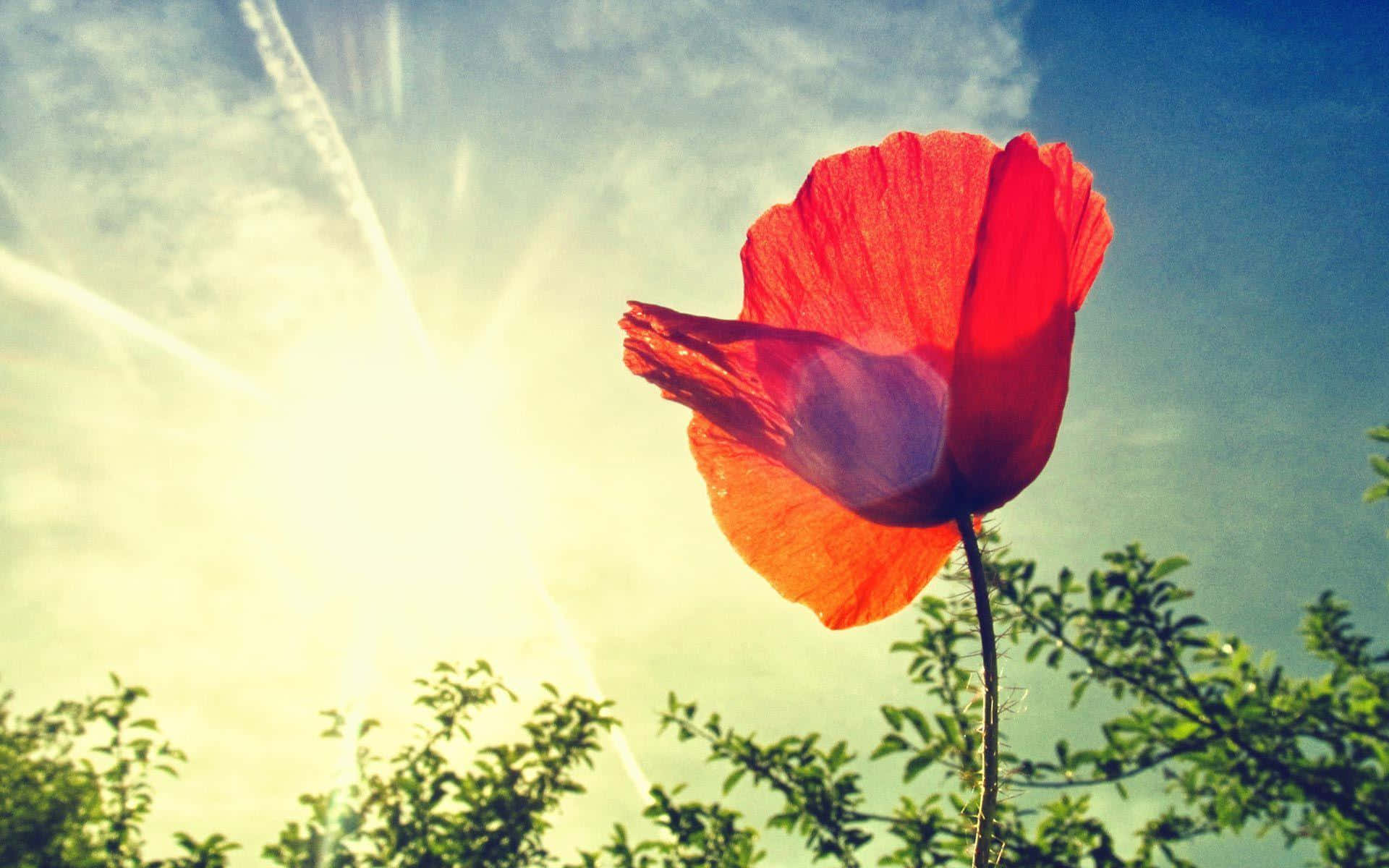 Poppy 桌布 壁紙 — 一朵鮮紅的罌粟花在陽光明媚的天空下盛開，下方有綠葉。