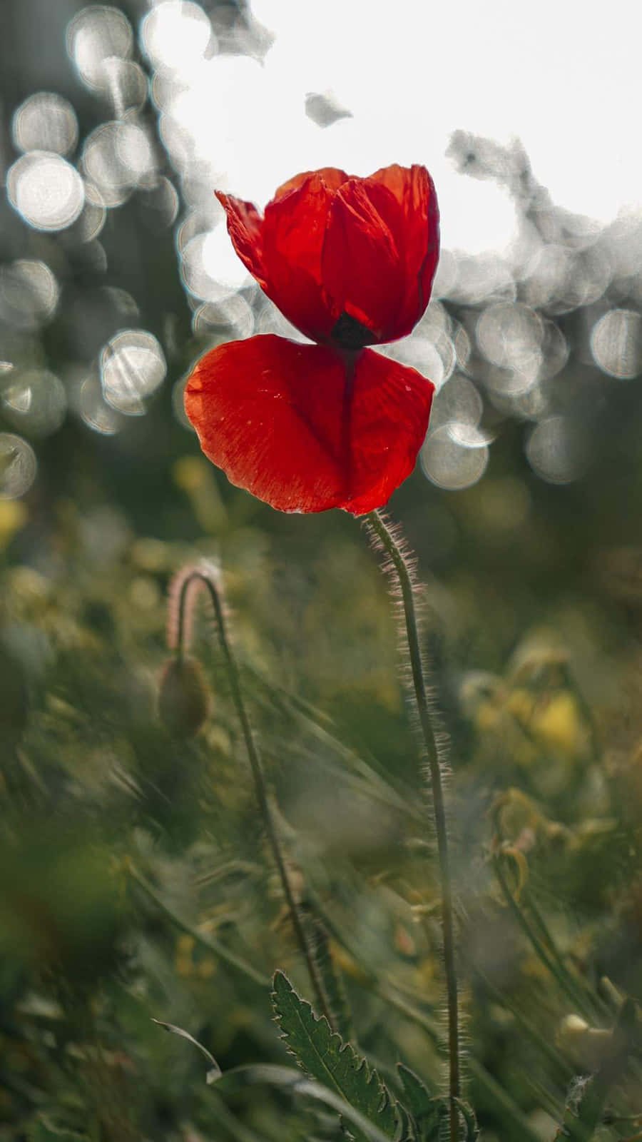 Poppy 桌布 壁紙 — 一朵鮮紅的罌粟花在陽光照射的綠草和斑駁光線的柔和散景背景下綻放。