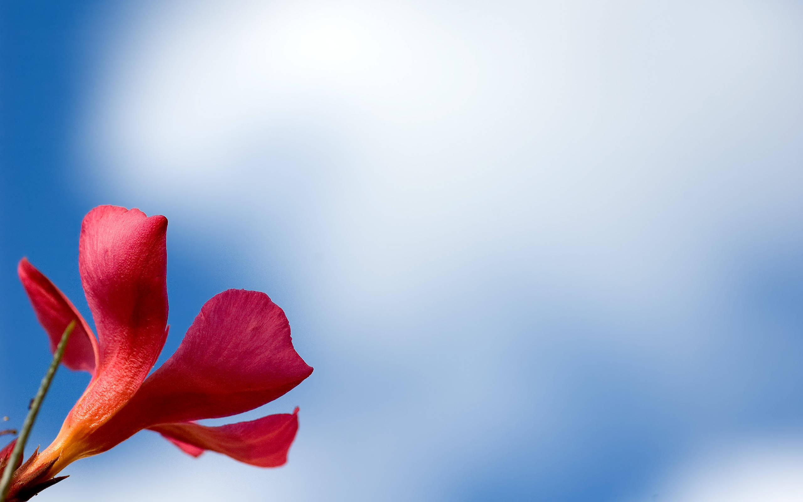 Tumblr Flower 桌布 壁紙 — 一朵鮮紅的花在柔和藍天與輕柔雲朵中綻放。