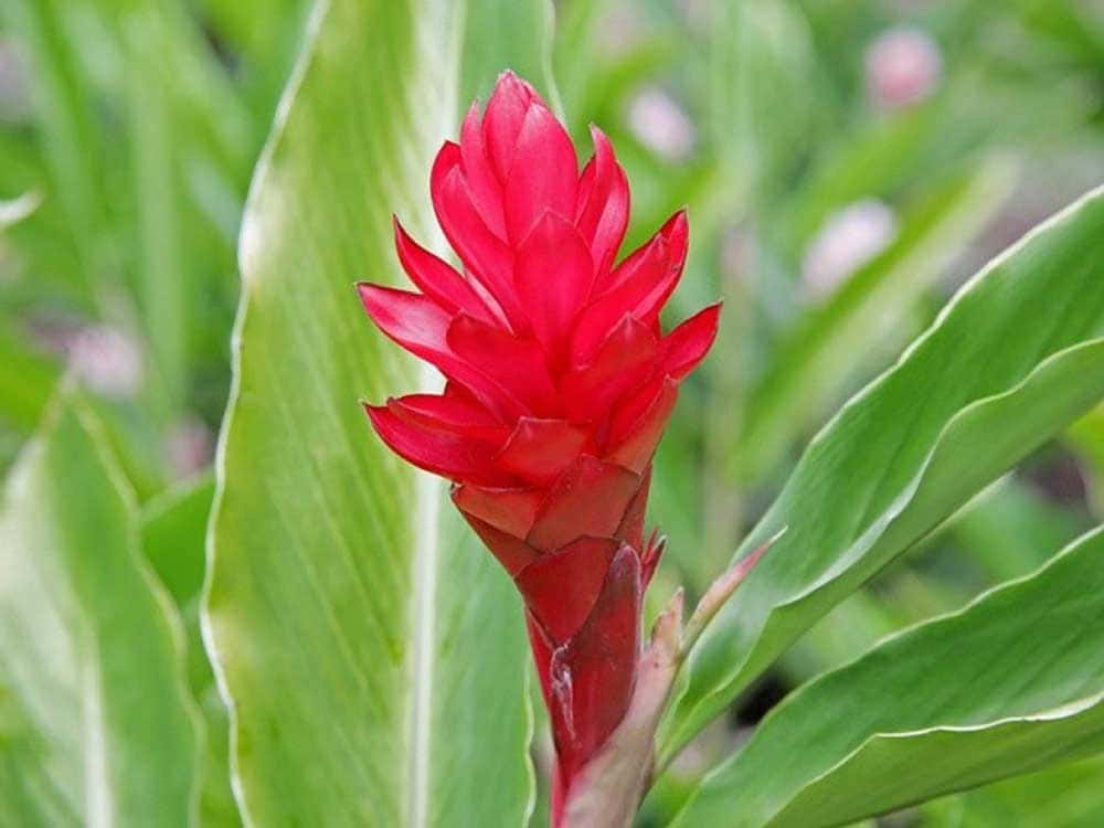 Flowers 桌布 壁紙 — 一朵鮮紅的薑花在茂密的綠葉間綻放，背景是柔焦的熱帶花園。