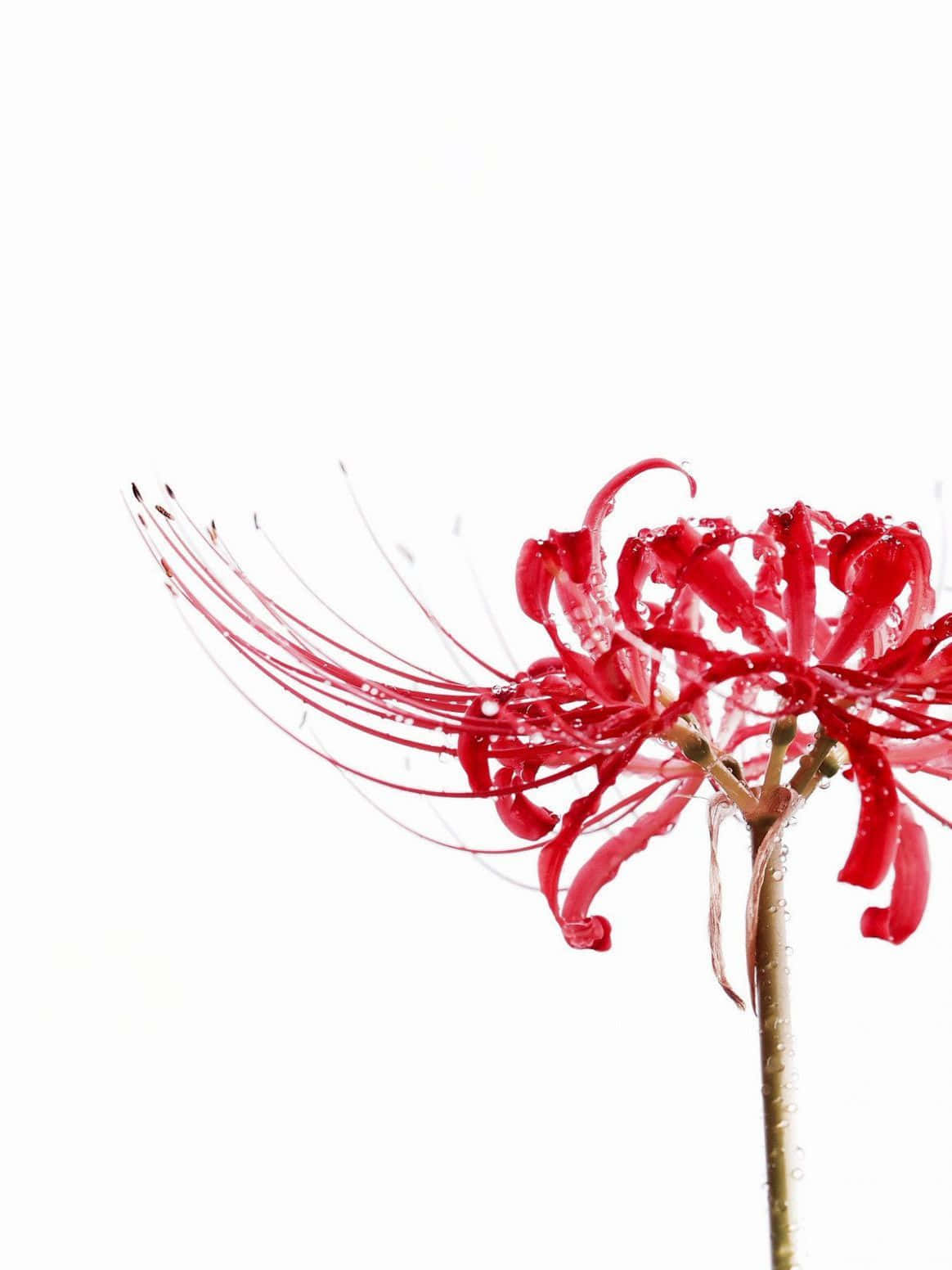 桌布 壁紙 — 一朵鮮紅的蜘蛛百合上掛著露珠，在純白背景的極簡風格攝影中閃閃發光。