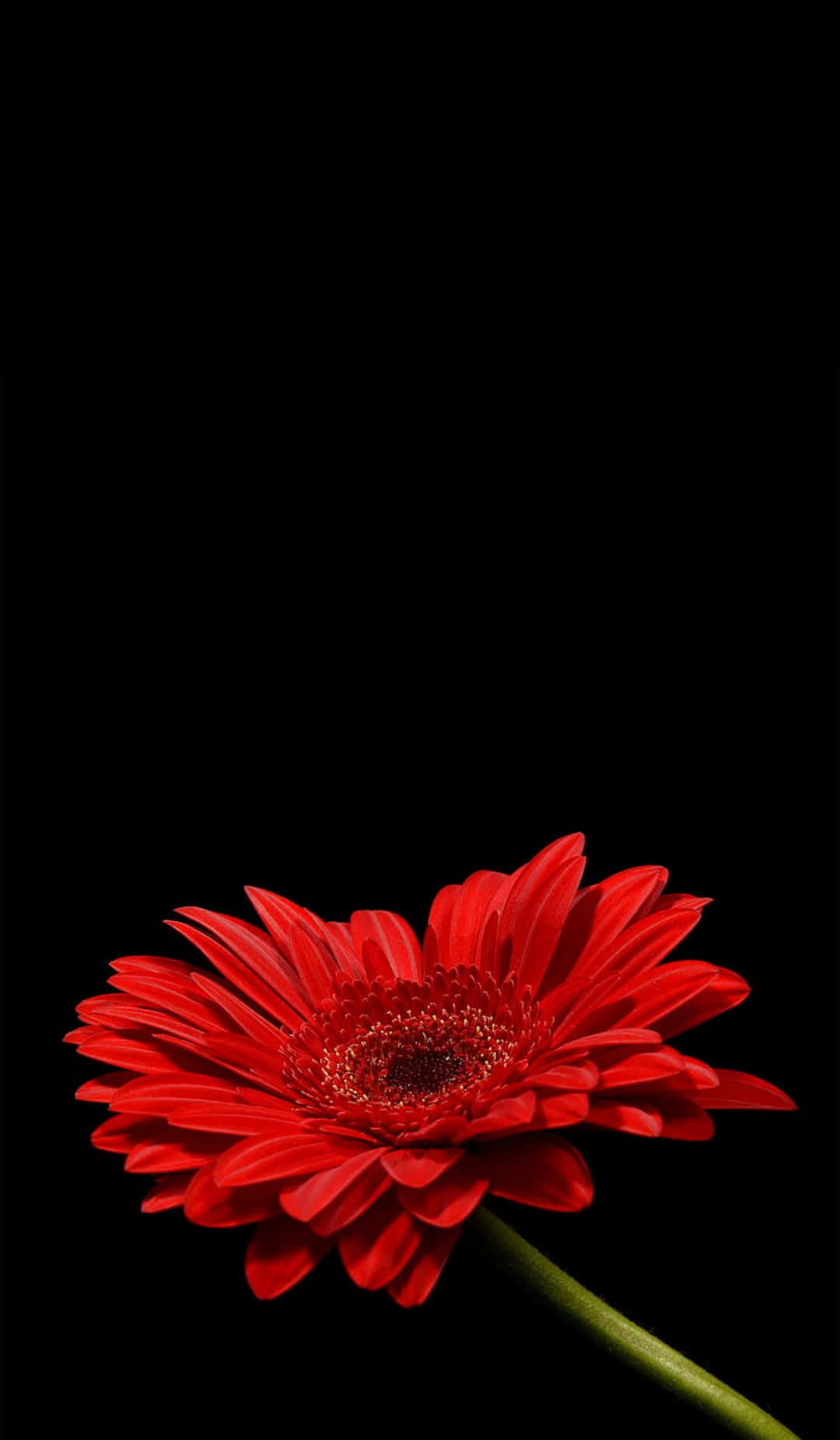 花 桌布 壁紙 — 一朵鮮紅的非洲菊在漆黑的背景下綻放，帶有戲劇性的燈光效果。