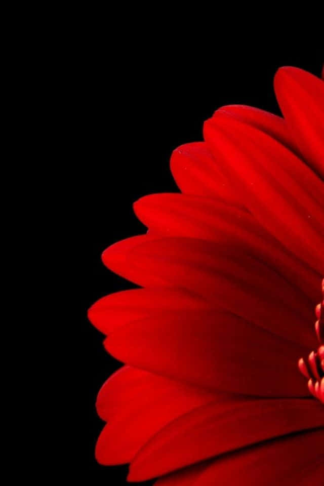 iPhone Flower 桌布 壁紙 — 一朵鮮紅的非洲菊在純黑背景下盛開，花瓣層層疊疊，色彩飽和豐富。