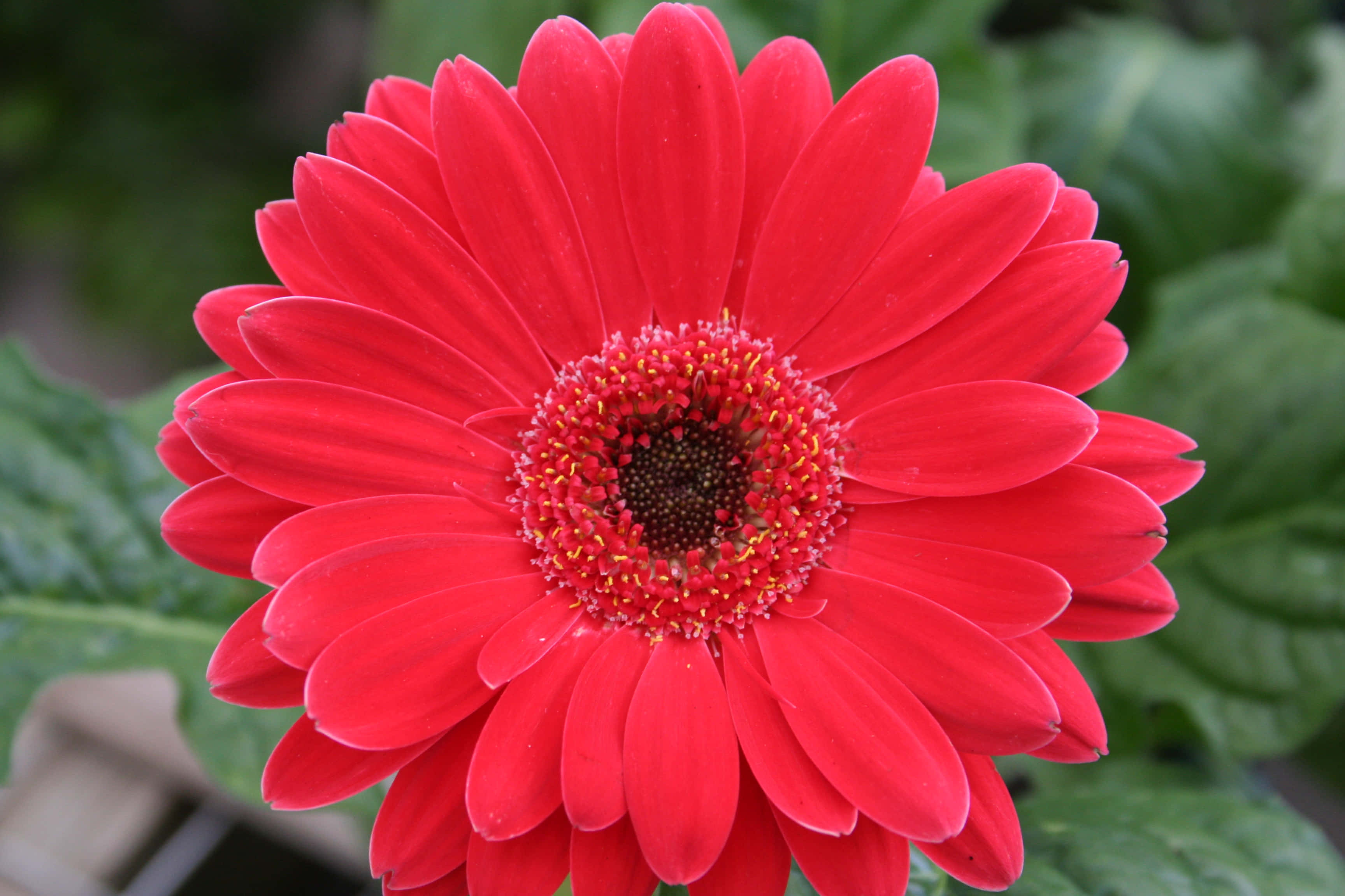 Daisy Flower 桌布 壁紙 — 一朵鮮紅的非洲菊雛菊，帶有黃色雄蕊，在柔焦的綠色葉子背景中盛開。