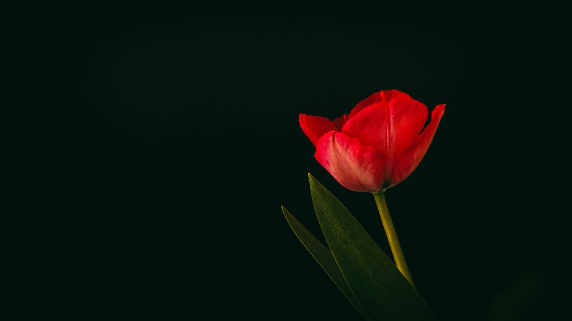 Minimalist Flower Computer 桌布 壁紙 — 一朵鮮紅的鬱金香在深黑色背景上綻放，柔和的光線突顯其精緻的花瓣。
