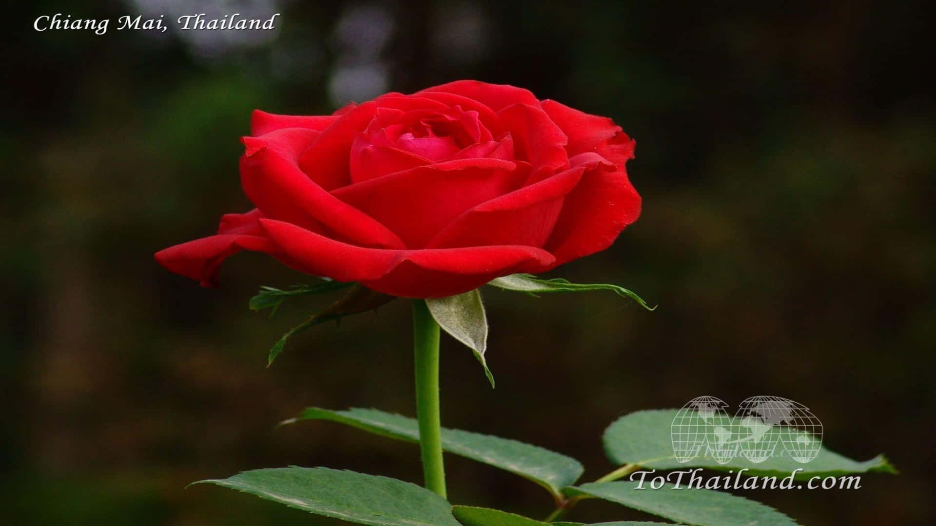 1080p Roses 桌布 壁紙 — 一朵鮮紅盛開的玫瑰，在泰國清邁柔和模糊的森林背景下脫穎而出。