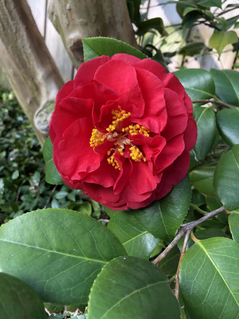 Camellia Sasanqua 桌布 壁紙 — 一朵鮮紅色的山茶花帶有黃色雄蕊，在樹枝上閃亮的綠葉間盛開。