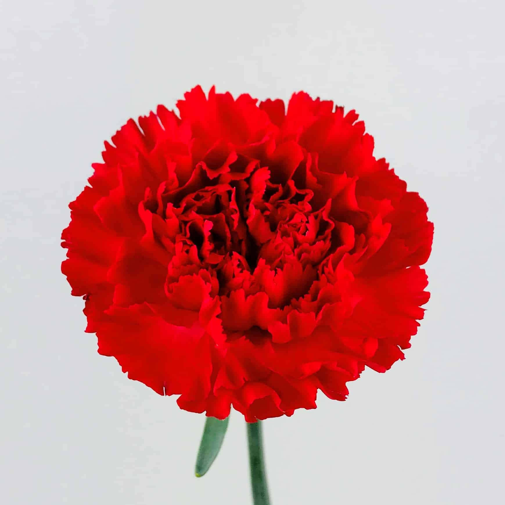 康乃馨 桌布 壁紙 — 一朵鮮紅色的康乃馨，帶有皺褶花瓣，獨自立在柔和的白色背景上。