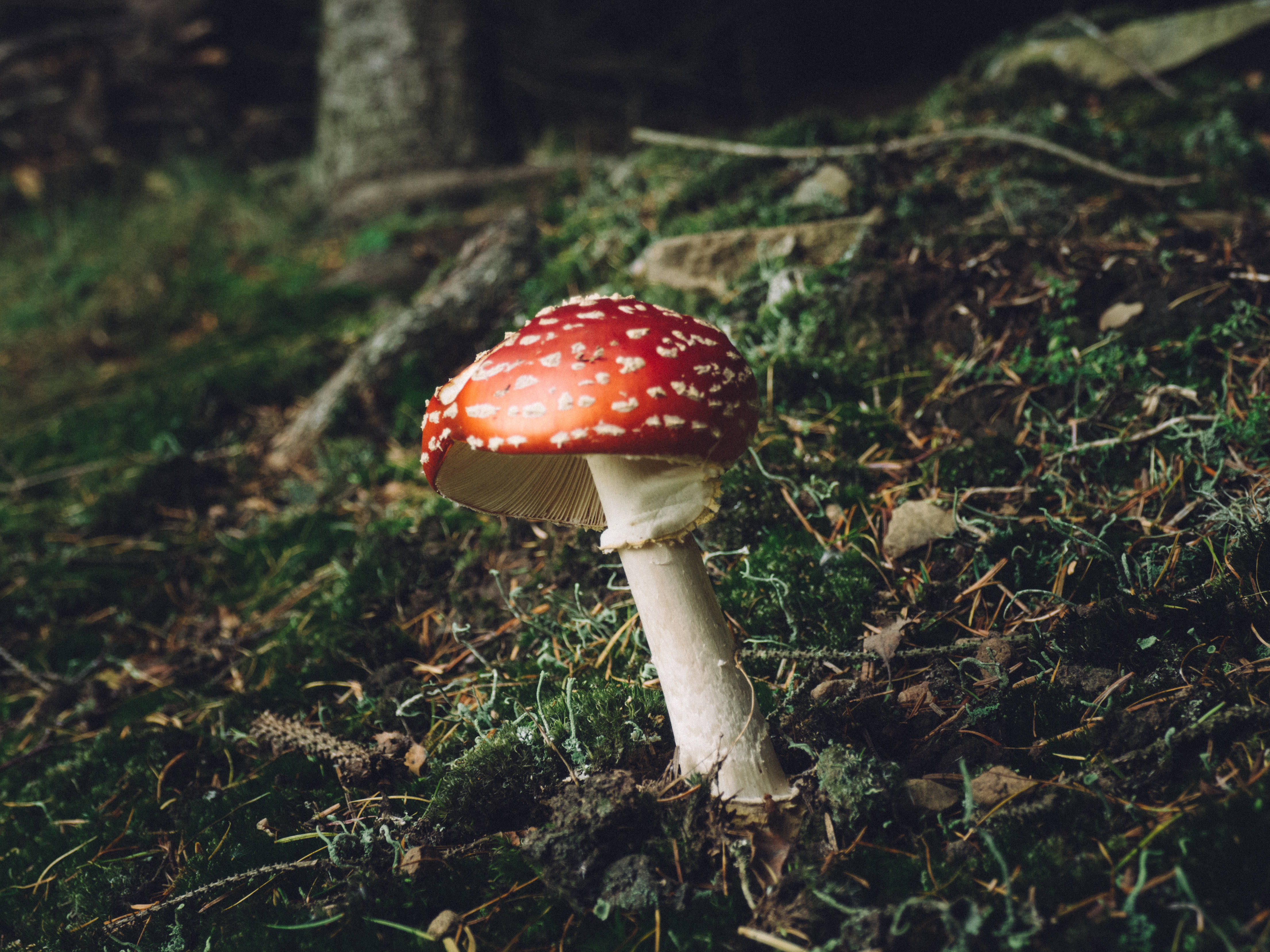 Cute Mushroom 桌布 壁紙 — 一朵鮮紅色的毒蠅傘蘑菇，帶有白色斑點，在柔和的自然光下，在長滿苔蘚的森林地面上格外突出。