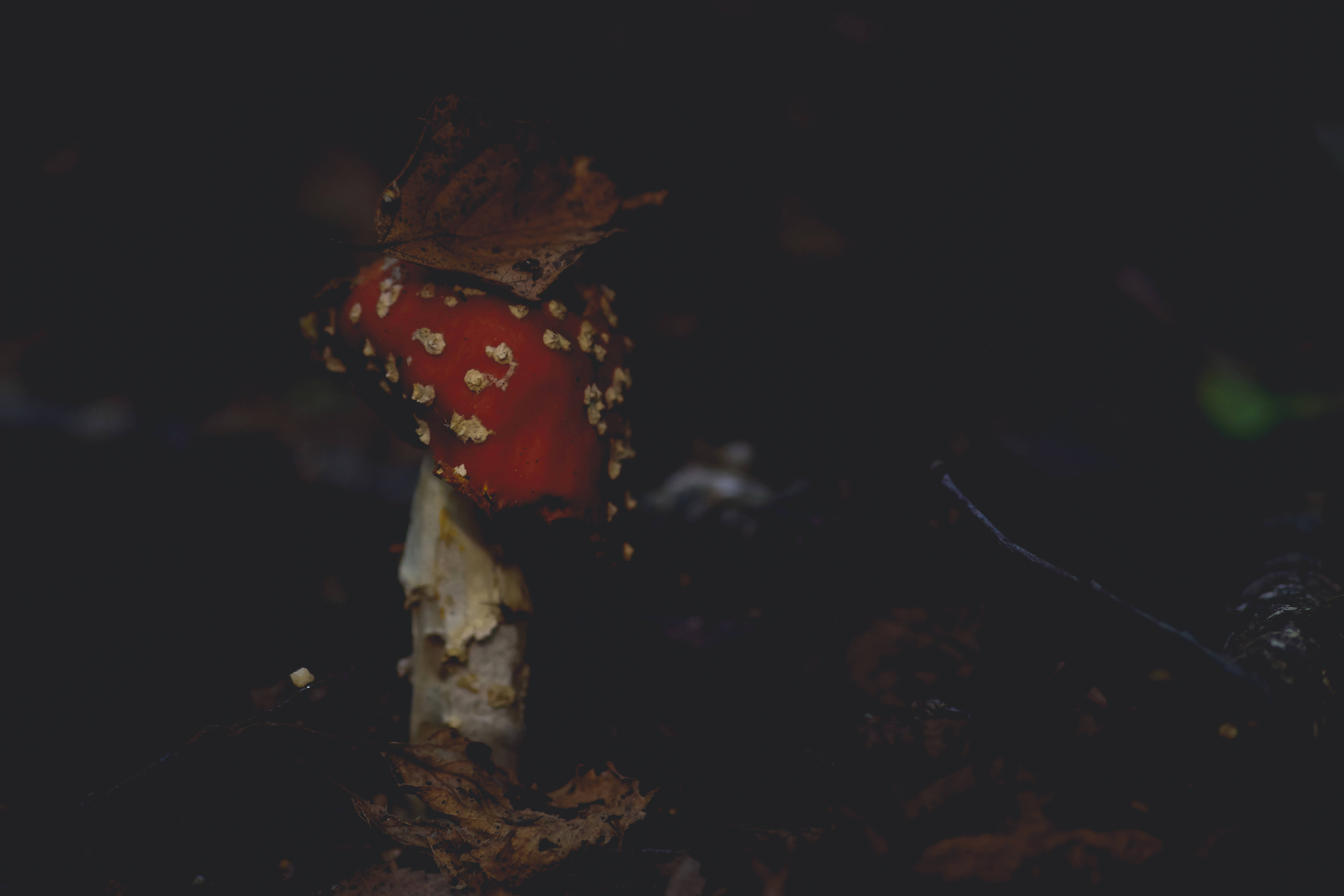 Best Autumn 桌布 壁紙 — 一朵鮮紅色的毒蠅傘蘑菇，帶有白色斑點和一片葉子，從黑暗的森林地面冒出。