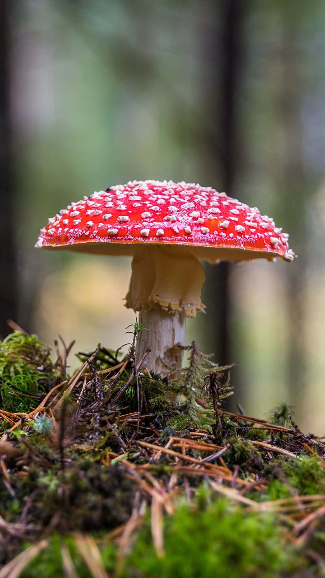 Mushroom Phone 桌布 壁紙 — 一朵鮮紅色的毒蠅傘蘑菇，帶有白色斑點，生長在陽光普照的森林中的苔蘚和松針之間。