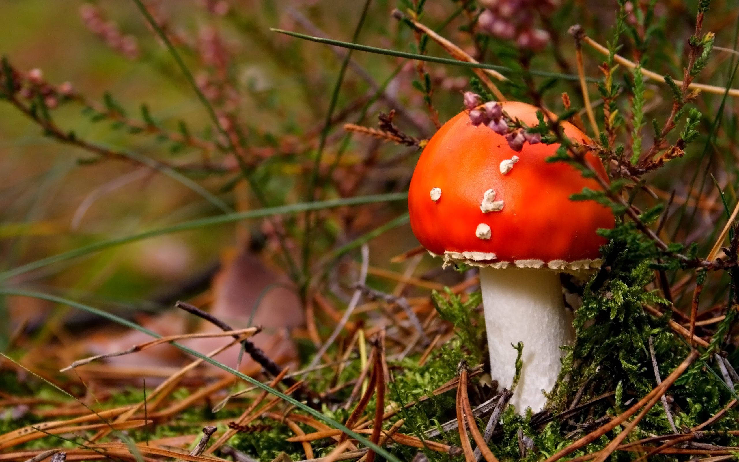 Cute Mushroom 桌布 壁紙 — 一朵鮮紅色的毒蠅傘蘑菇，帶有白色斑點，從長滿苔蘚的森林地面中冒出，周圍是乾草和石楠。