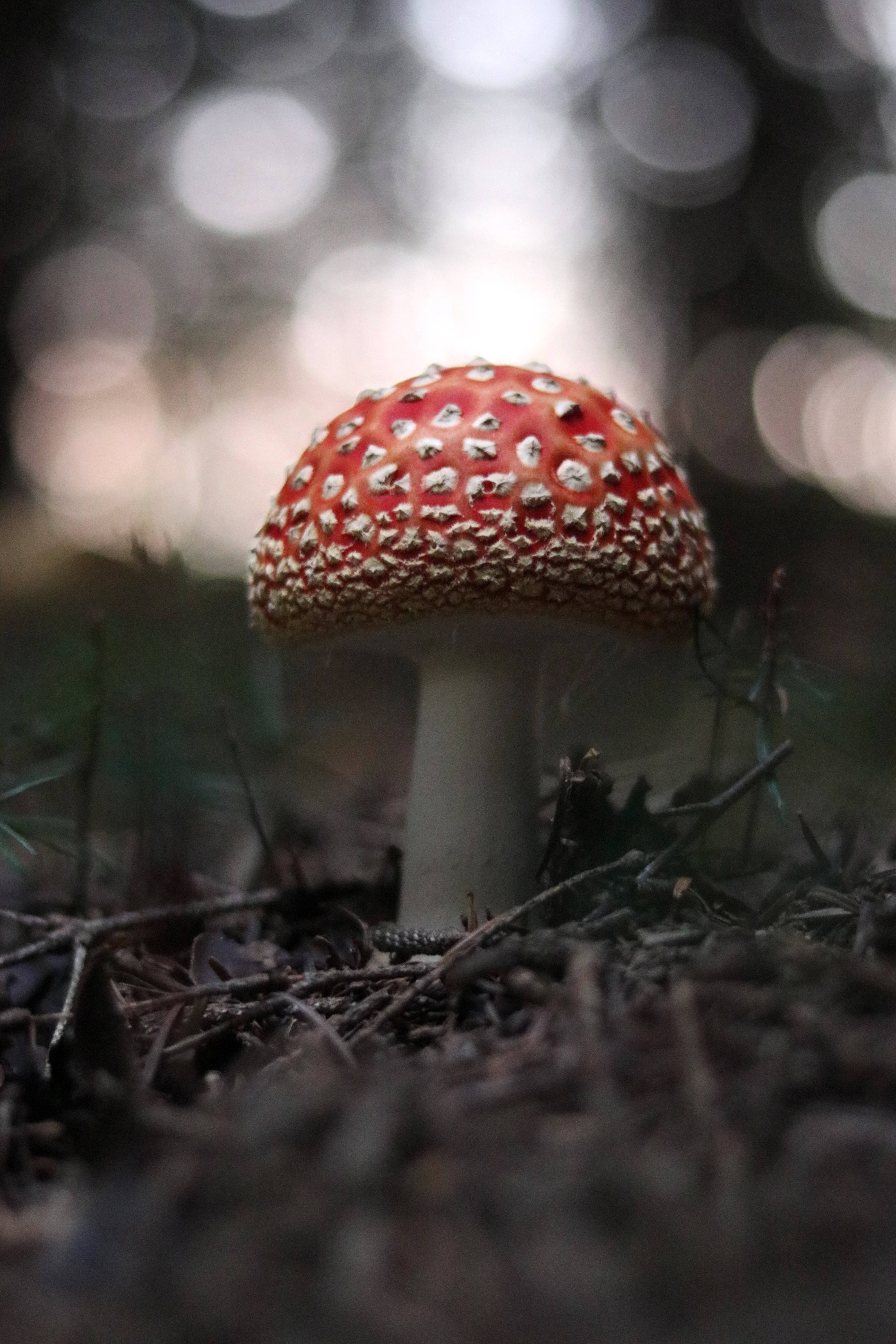 Cute Mushroom 桌布 壁紙 — 一朵鮮紅色的毒蠅傘蘑菇，帶有白色斑點，在柔和模糊的森林地面上格外突出。