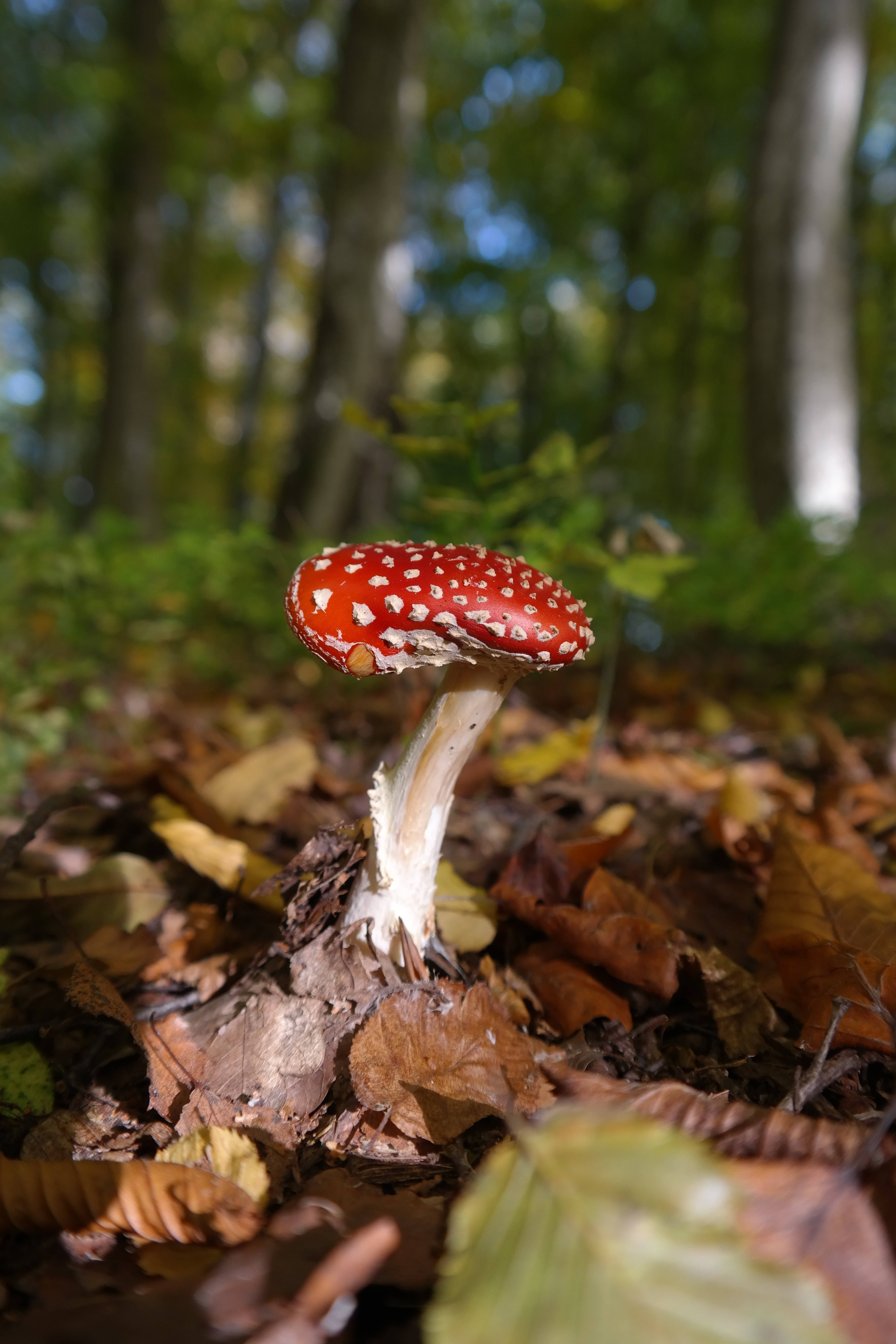 Mushroom Aesthetic 桌布 壁紙 — 一朵鮮紅色的毒蠅傘蘑菇，帶有白色斑點，從陽光斑駁的森林中一層落葉中冒出。
