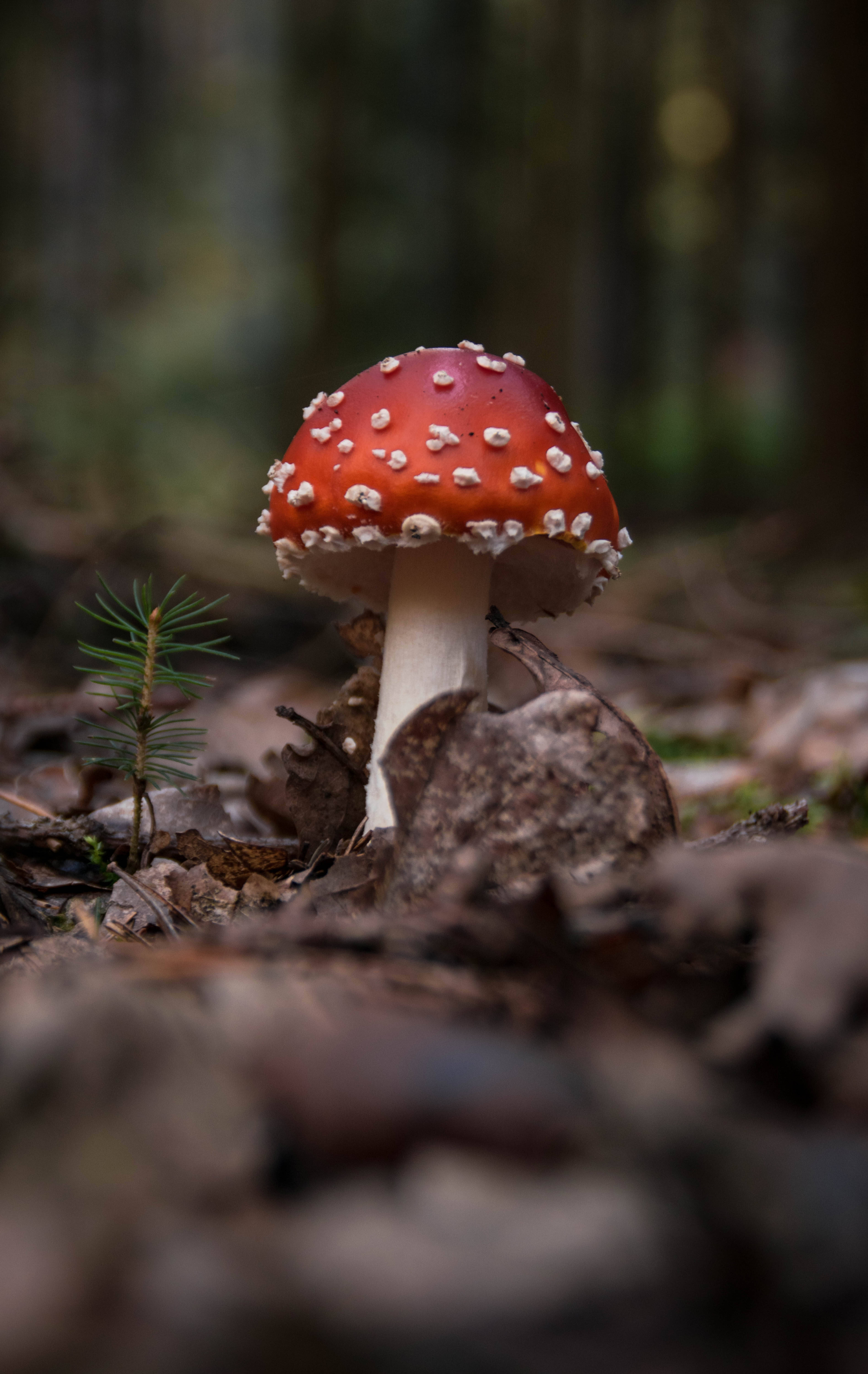 mario mushroom 桌布 壁紙 — 一朵鮮紅色的毒蠅傘蘑菇，帶有白色斑點，在霧氣瀰漫的森林地面上，矗立在落葉之中。