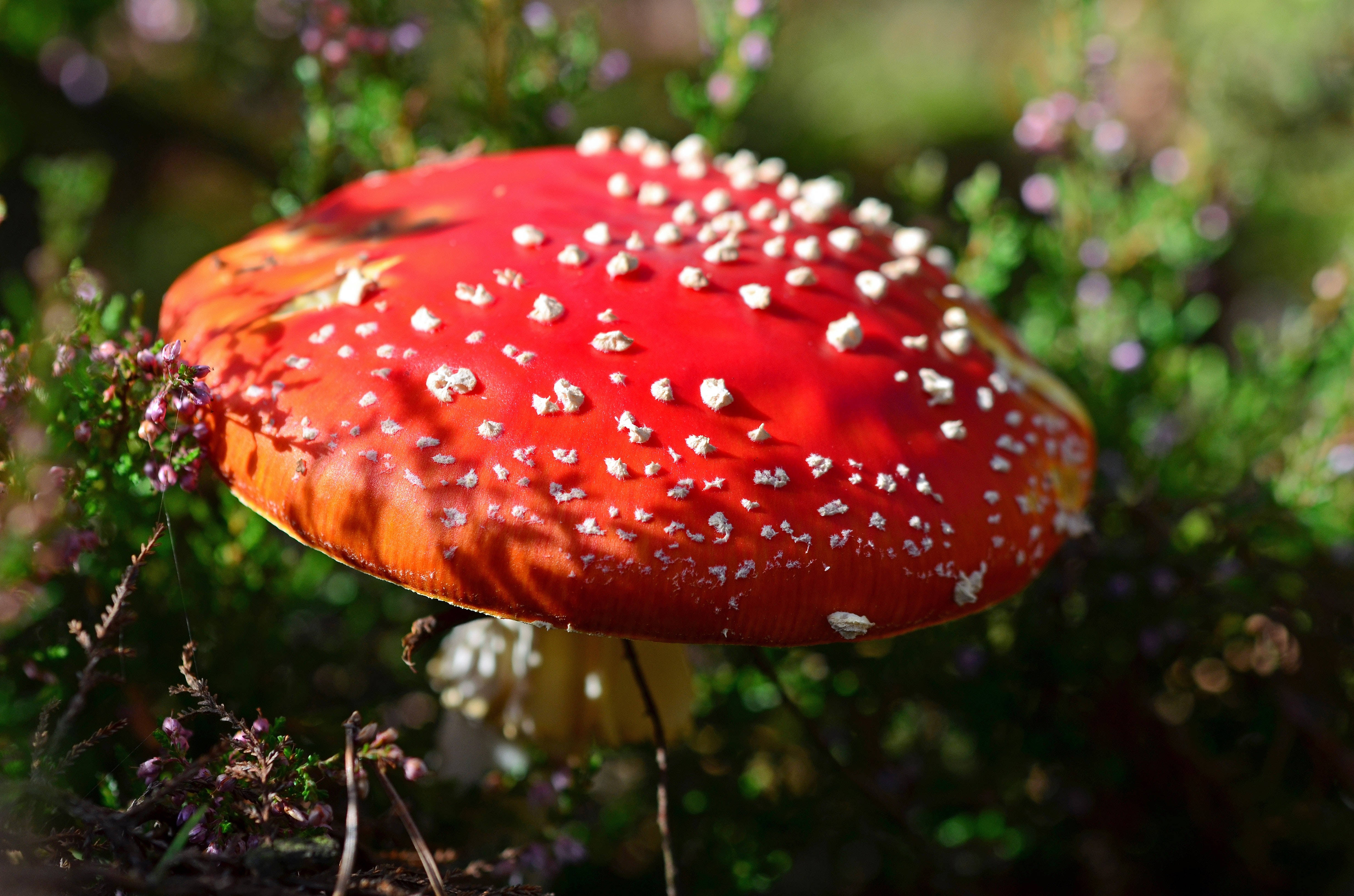 Mushroom Aesthetic 桌布 壁紙 — 一朵鮮紅色的毒蠅傘蘑菇，帶有白色斑點，在柔和焦點的綠色和紫色森林地面上格外突出。