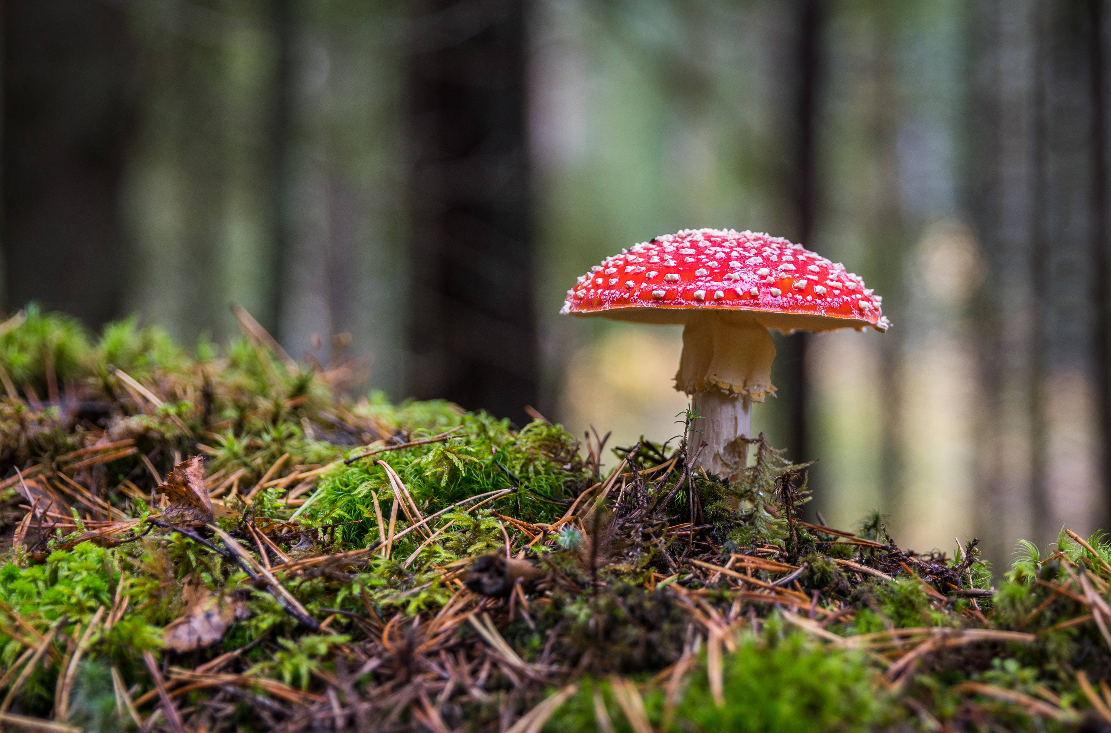 Mushroom Aesthetic 桌布 壁紙 — 一朵鮮紅色的毒蠅傘蘑菇，帶有白色斑點，從茂密的綠色苔蘚中冒出，出現在陽光斑駁的森林中。