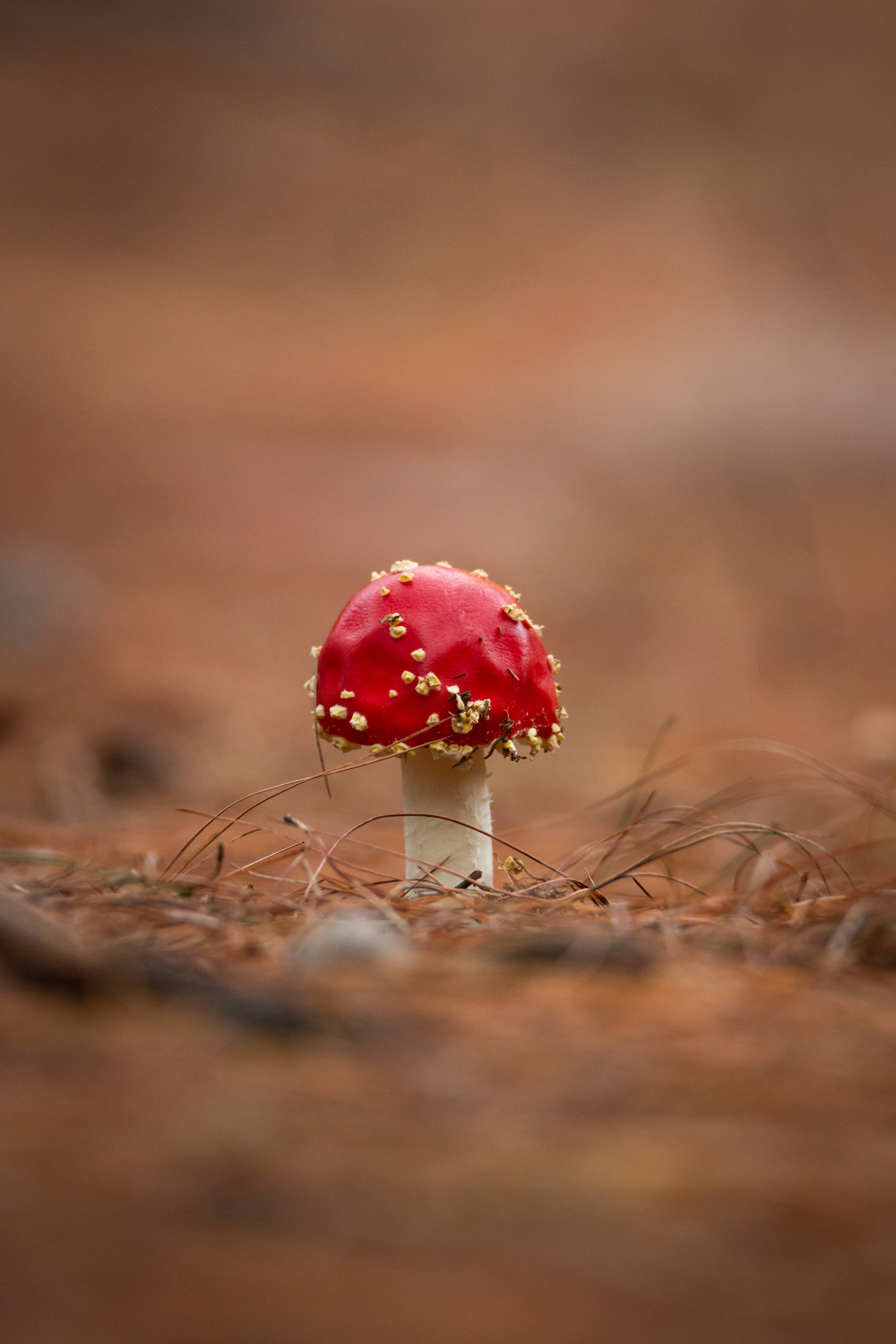 Cute Mushroom 桌布 壁紙 — 一朵鮮紅色的毒蠅傘蘑菇，帶有白色斑點，獨自站立在由棕色松針組成的柔和焦點森林地面上。