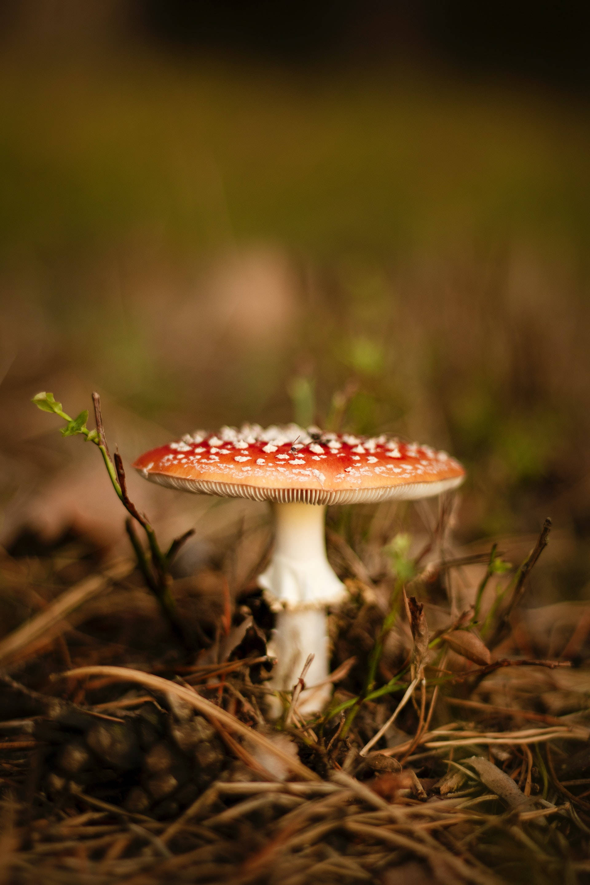 Mushroom Aesthetic 桌布 壁紙 — 一朵鮮紅色的毒蠅傘蘑菇帶有白色斑點，從乾草和松針中冒出，背景是柔和模糊的森林地面。