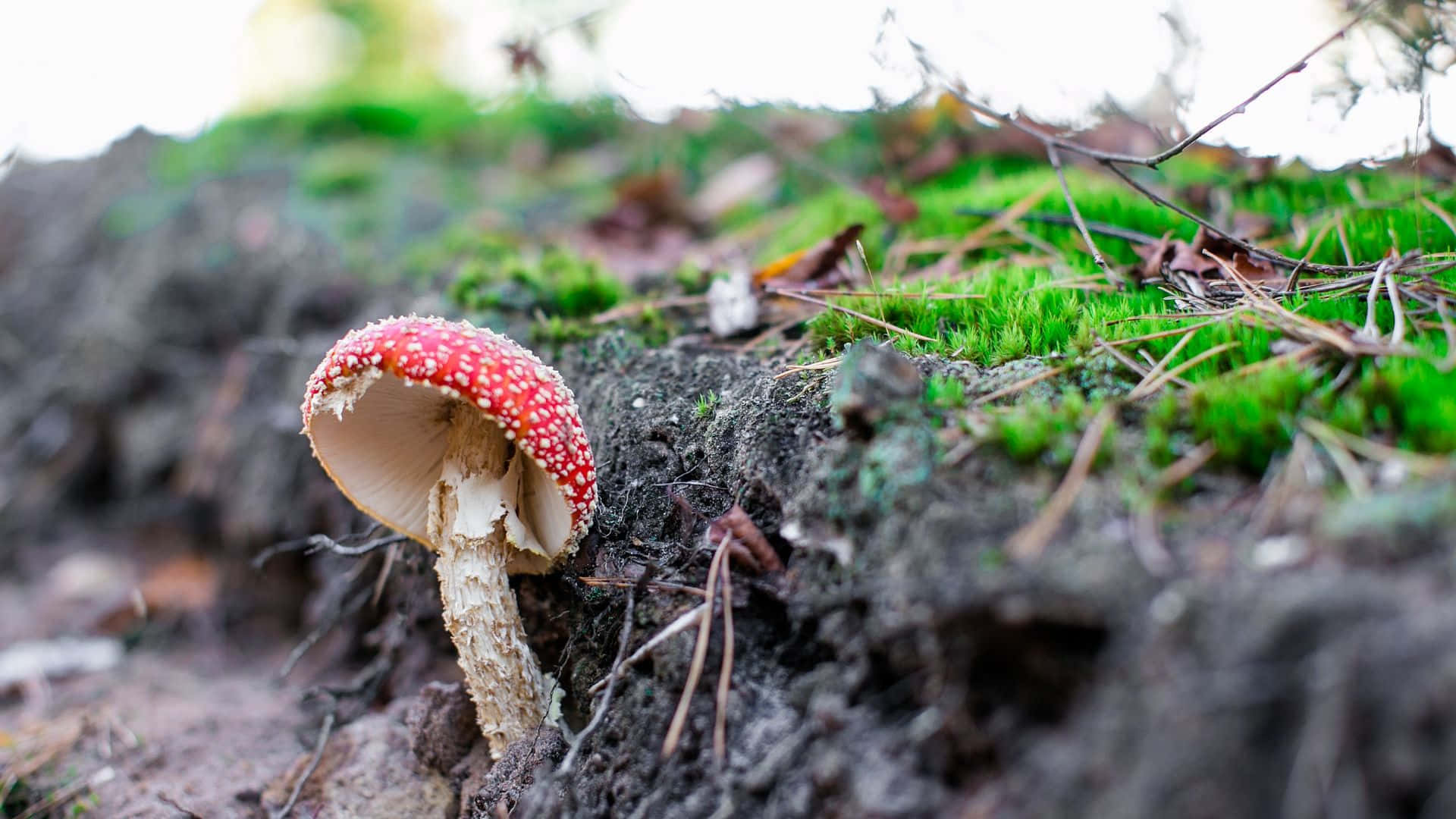 Mushroom 桌布 壁紙 — 一朵鮮紅色的毒蠅傘蘑菇帶有白色斑點，在柔和自然光線下從長滿苔蘚的森林地面冒出。