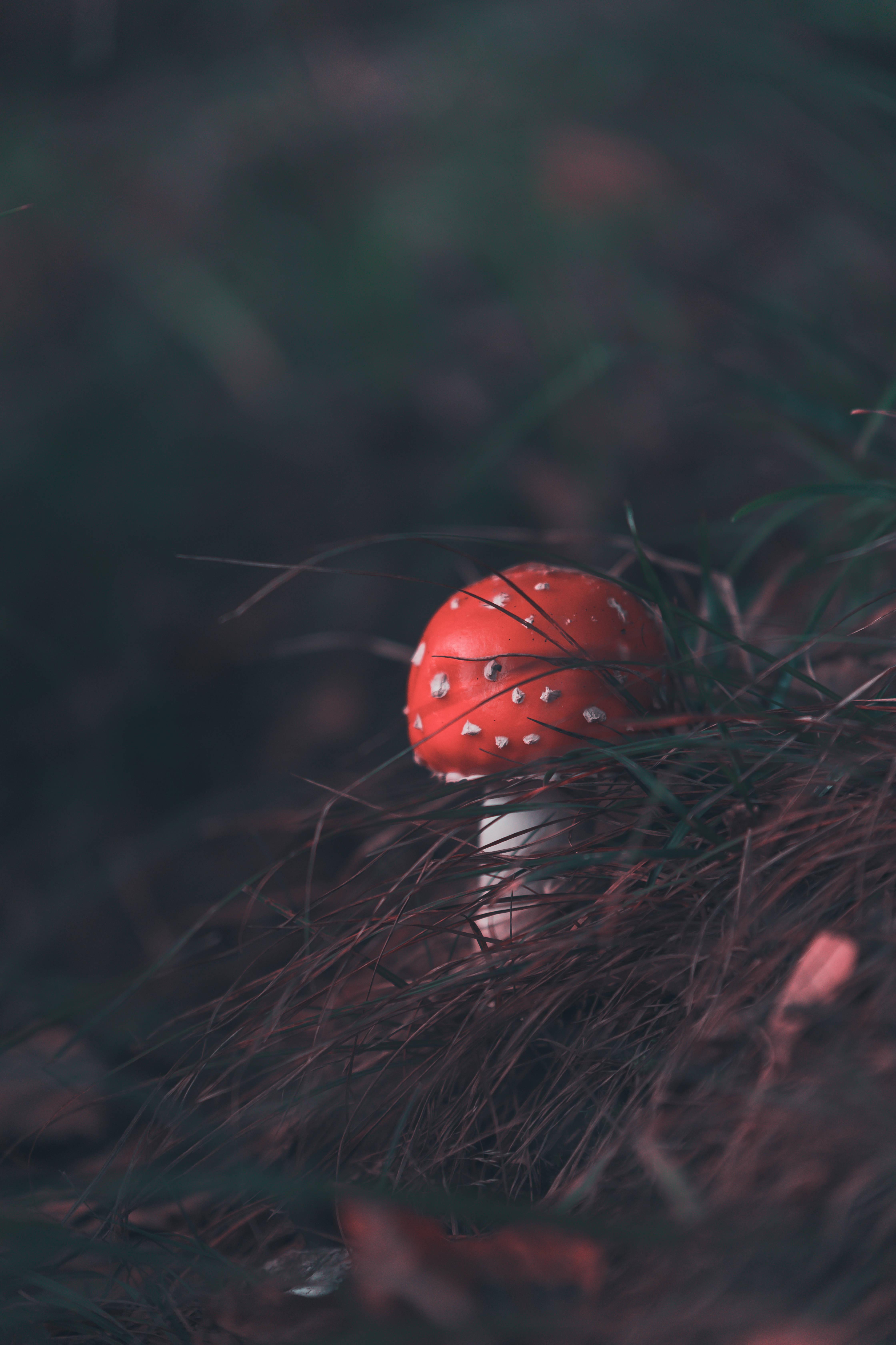 Cute Mushroom 桌布 壁紙 — 一朵鮮紅色的毒蠅傘蘑菇帶有白色斑點，從陰暗的草地和落葉中冒出，出現在陰影的森林地面上。