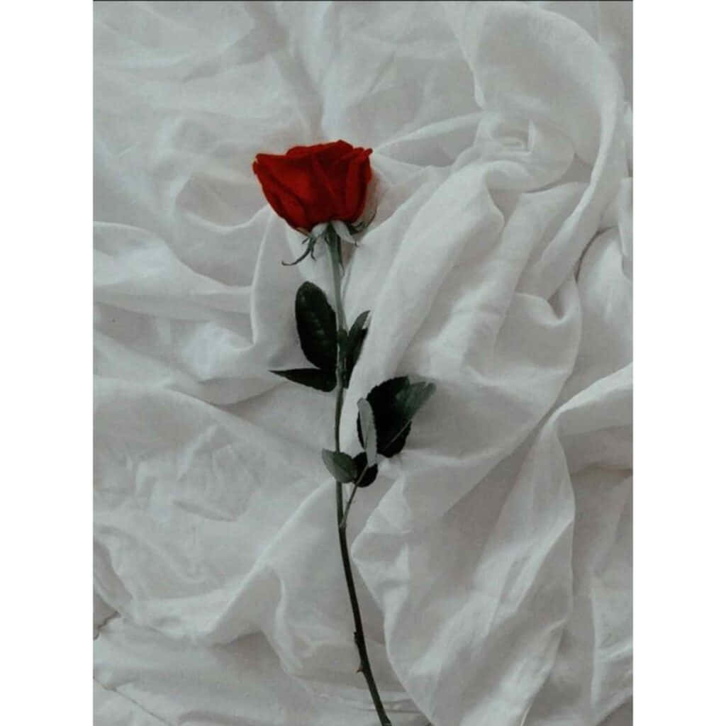 Aesthetic Cute Profile 桌布 壁紙 — 一朵鮮紅色的玫瑰，帶有深綠色的葉子，優雅地放在皺巴巴的白色布料背景上。